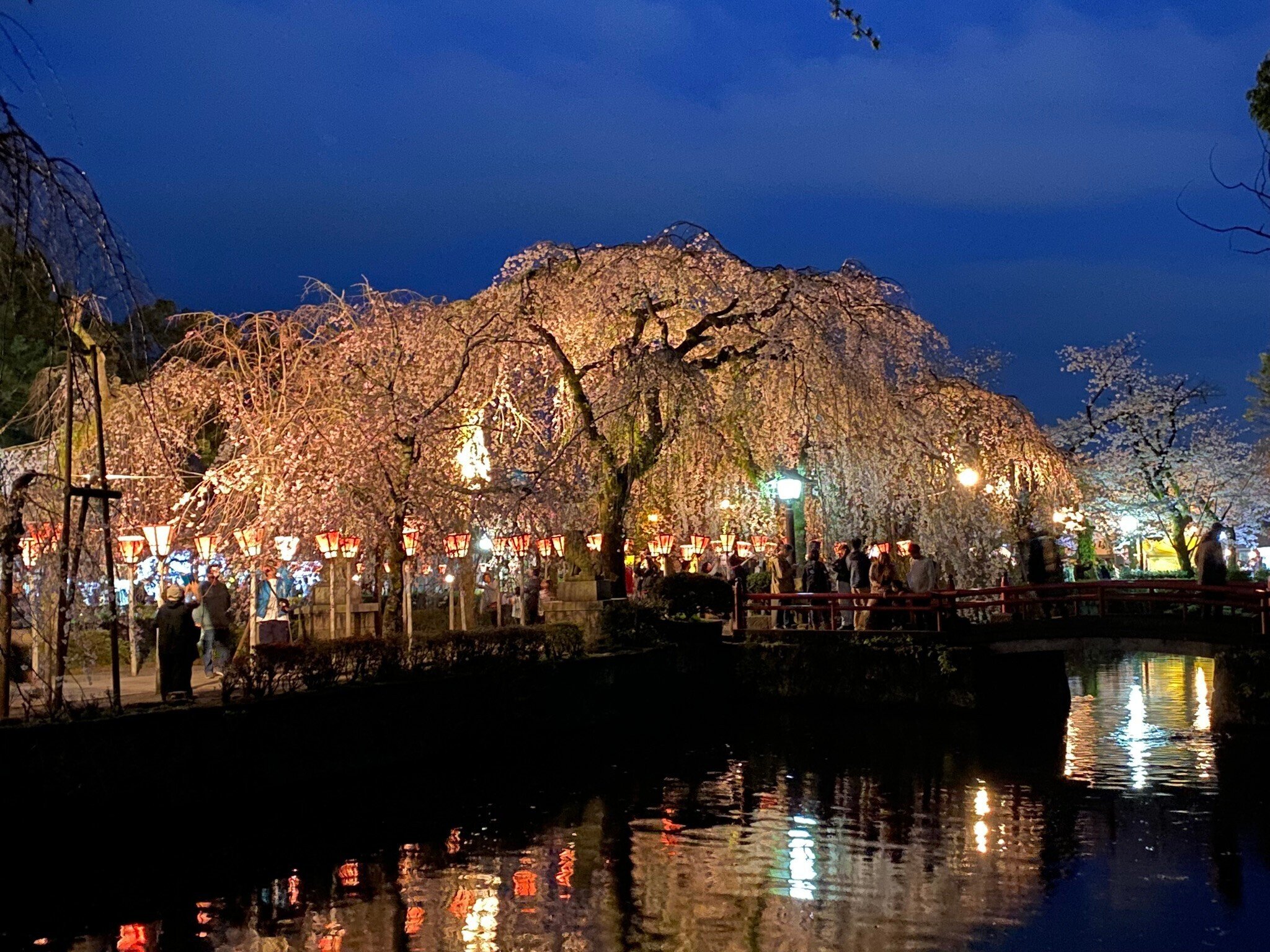 406 三嶋大社夜桜ウォーク｜ミヤコカエデ（Miyako Kaede)