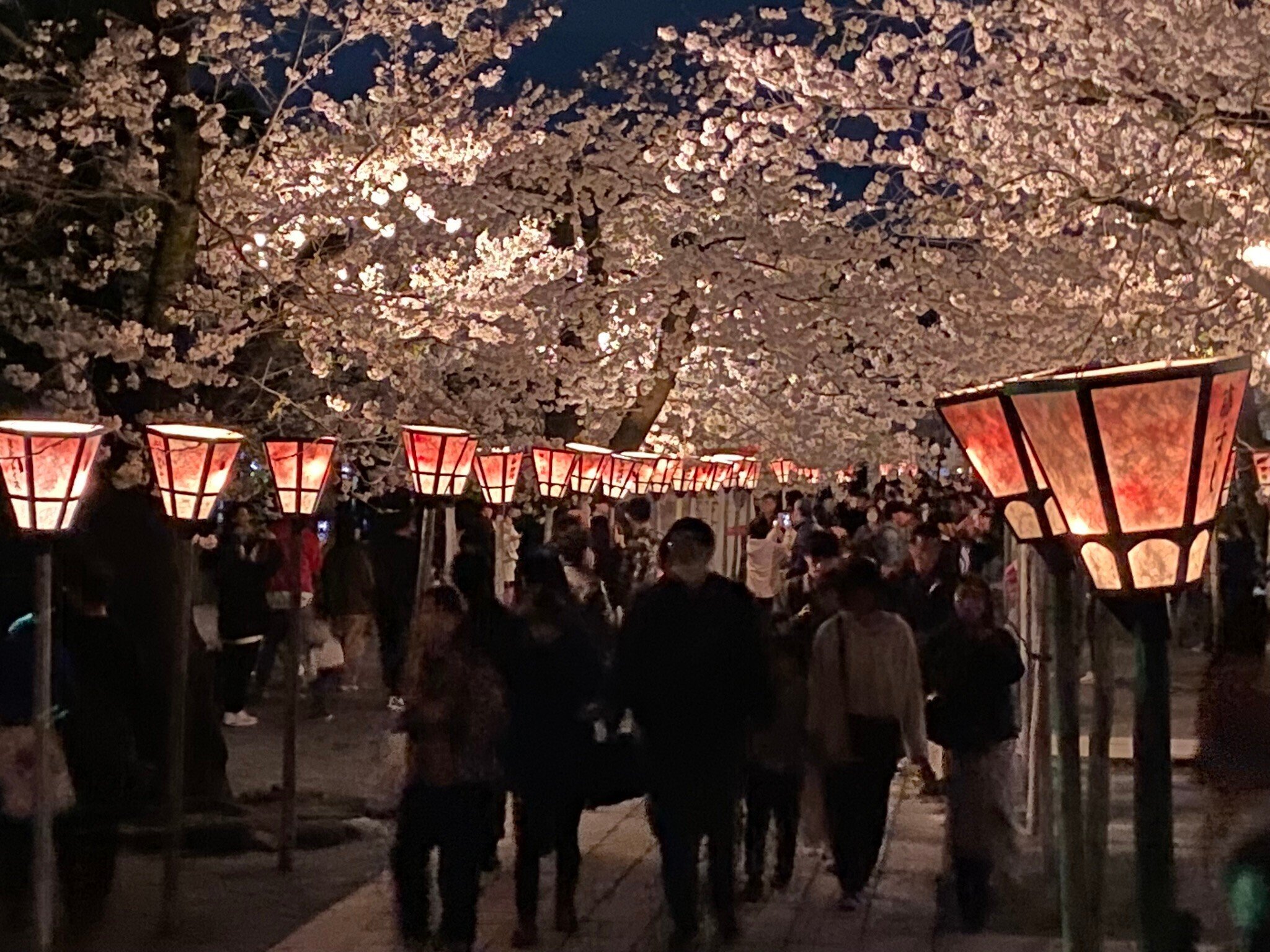 406 三嶋大社夜桜ウォーク｜ミヤコカエデ（Miyako Kaede)