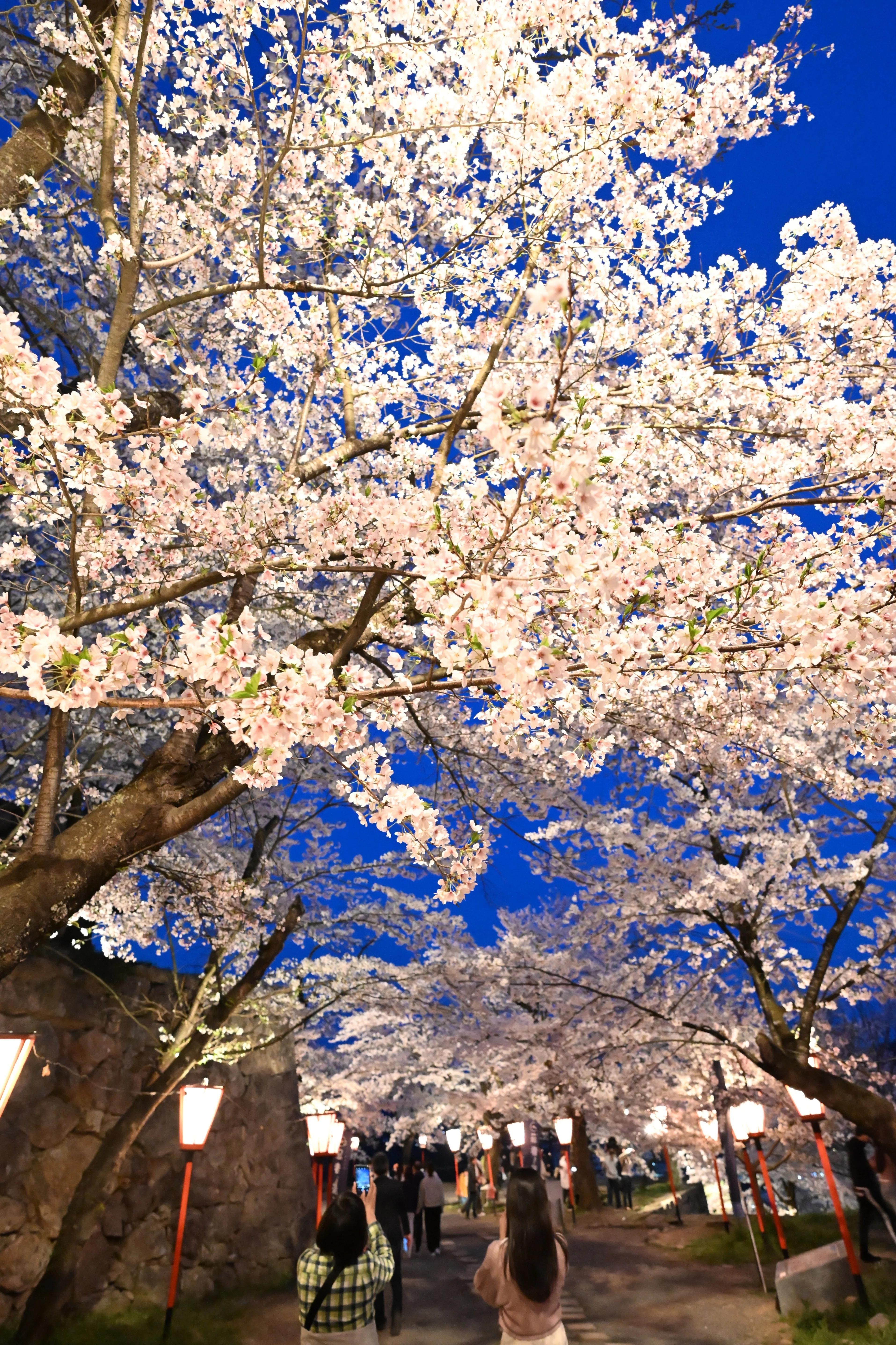 津山城へ夜桜を撮りに行った｜八田友若