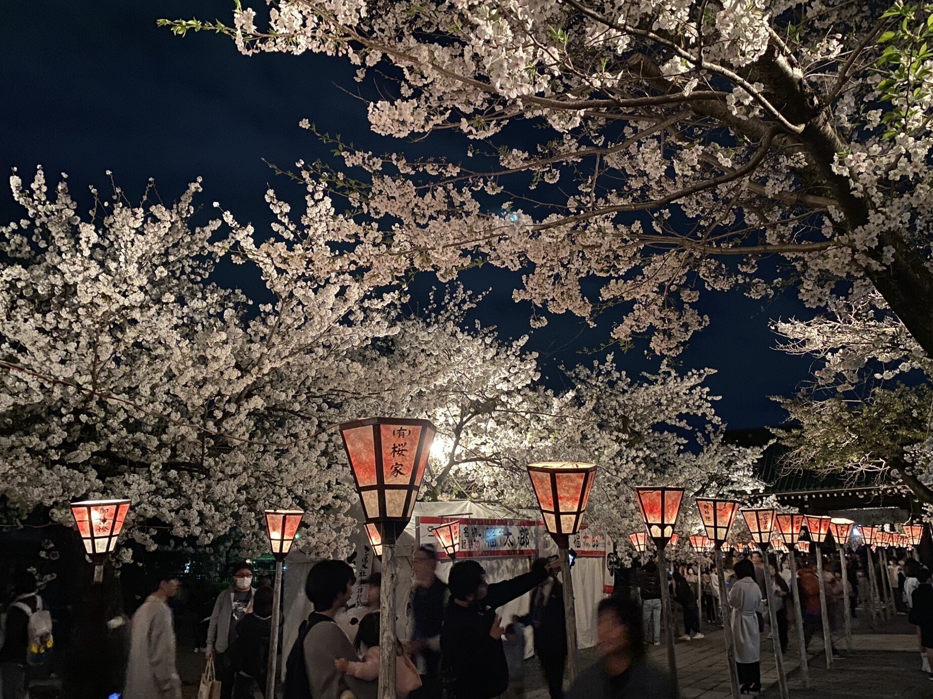 406 三嶋大社夜桜ウォーク｜ミヤコカエデ（Miyako Kaede)