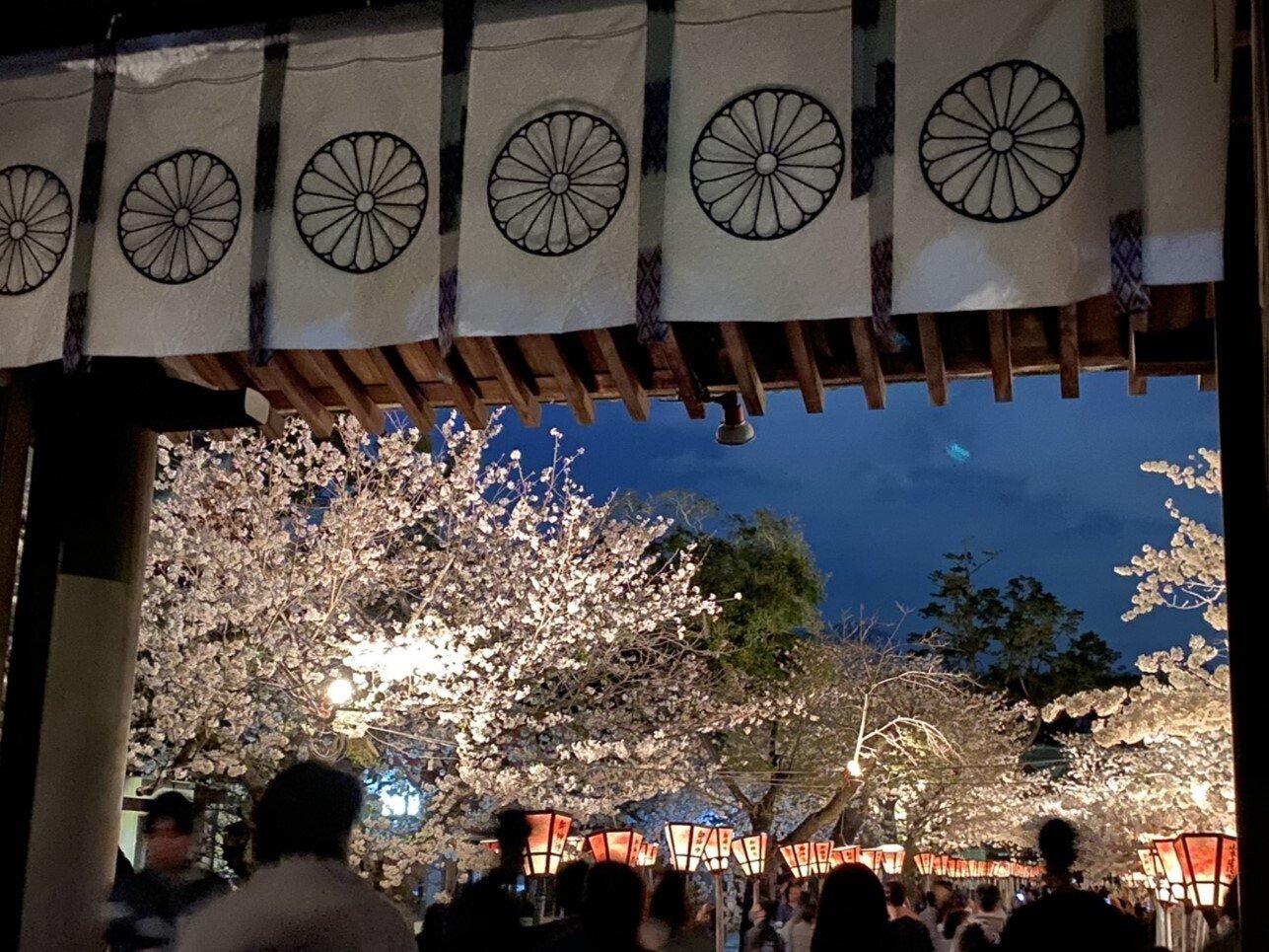 406 三嶋大社夜桜ウォーク｜ミヤコカエデ（Miyako Kaede)