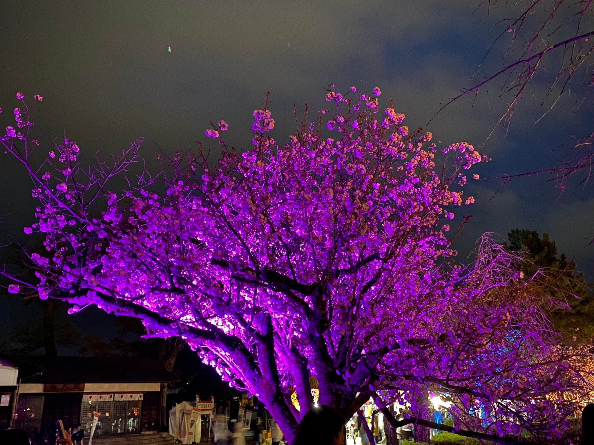 406 三嶋大社夜桜ウォーク｜ミヤコカエデ（Miyako Kaede)