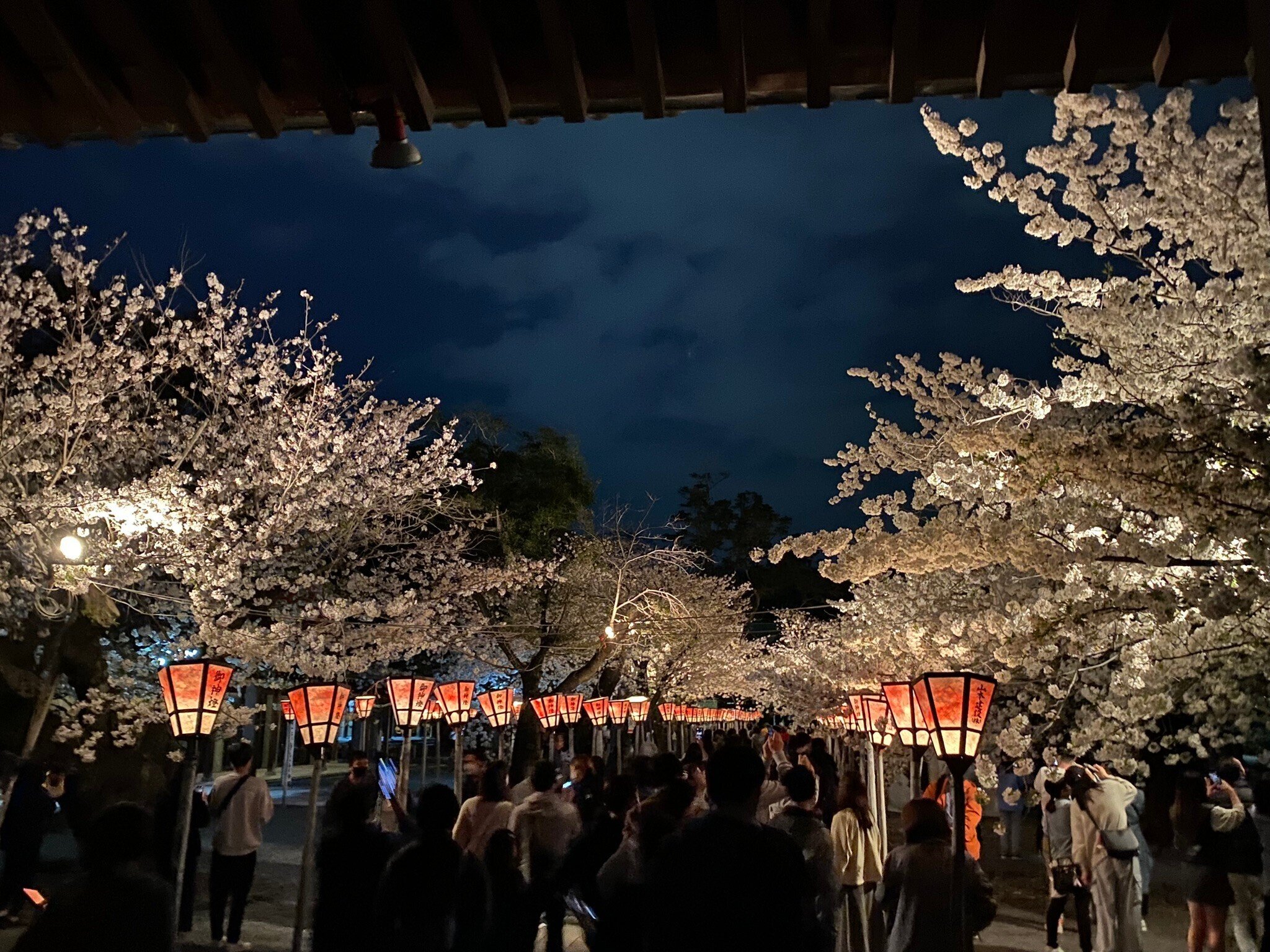 406 三嶋大社夜桜ウォーク｜ミヤコカエデ（Miyako Kaede)