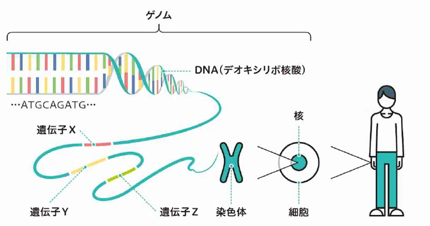 遺伝子組み換えとは何か？ゲノム編集との違いは？～腸活ラボマガジンVol.15～｜やまだ＠腸活×アンチエイジング