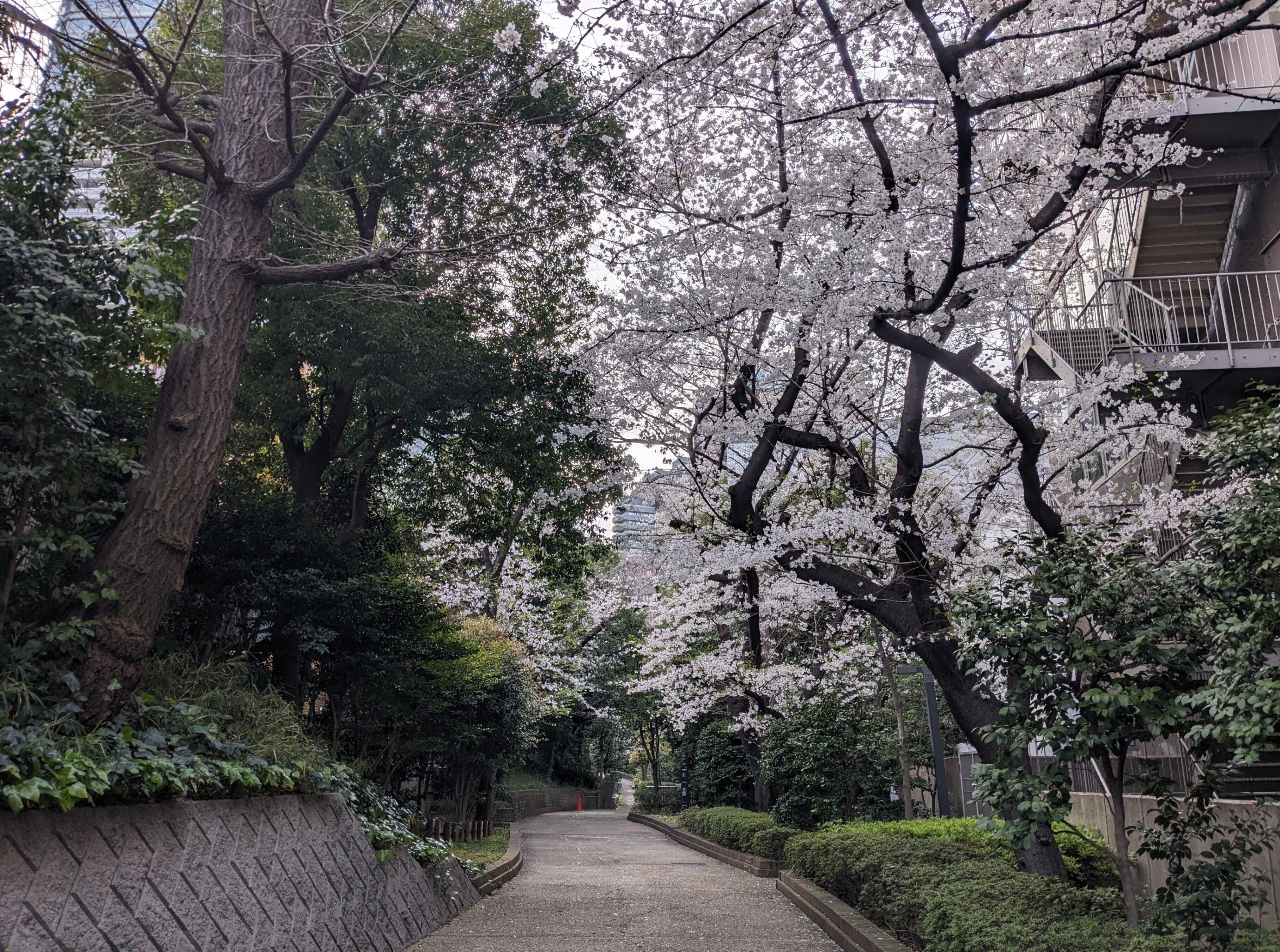 ライトアップ 木島櫻谷』 泉屋博古館東京｜kaji