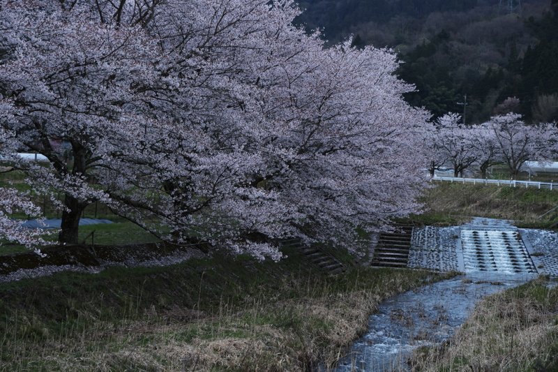 風雨で散り始めた桜を仕事帰りに撮りに行きました。日没した後の桜は日中と違った美しさがあります