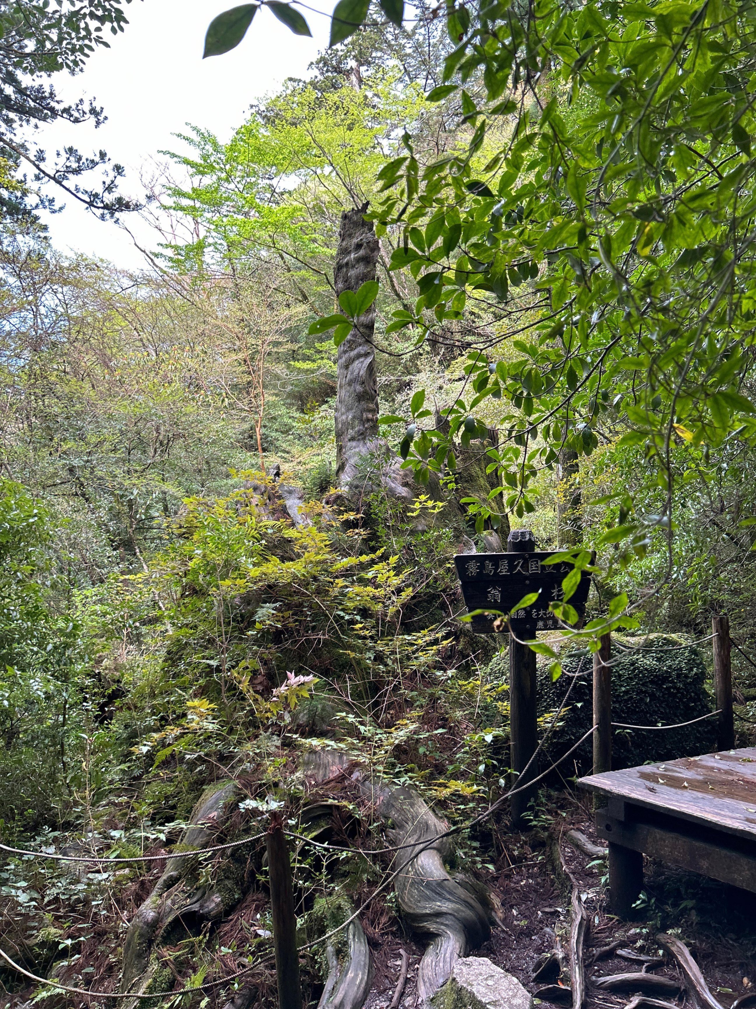 縄文杉トレッキング｜久保田ひかり｜CREMONALABO