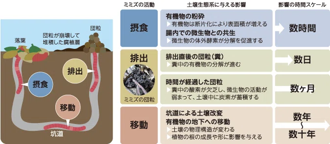 土壌の奥深き世界の探求～③土壌の三大特性：化学性、物理性、生物性を