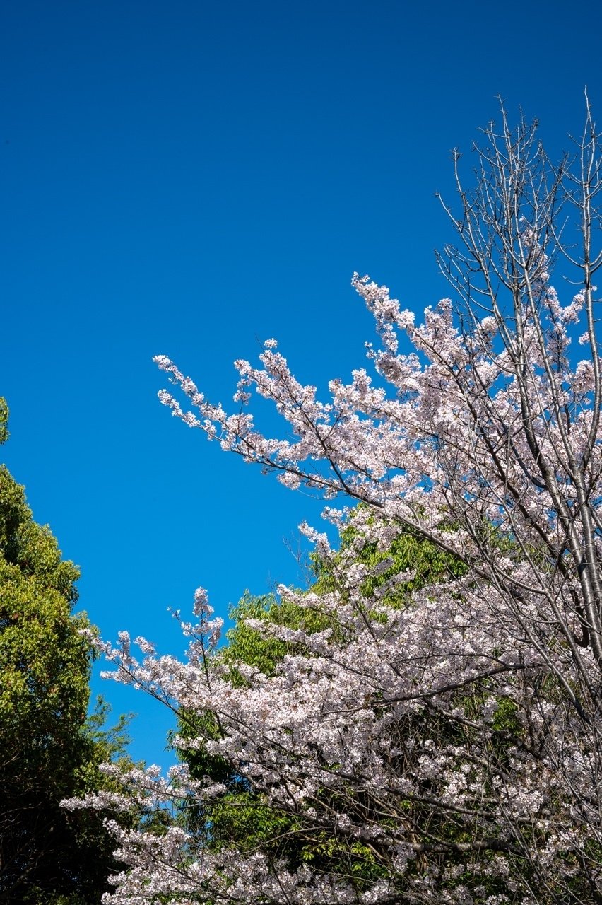 凡庸”レンズ”雑記「NIKKOR Z 50mm f/1.8 S」写りの素晴らしさと 凡庸”レンズ”雑記「NIKKOR Z 50mm f/1.8 S」写りの素晴らしさと