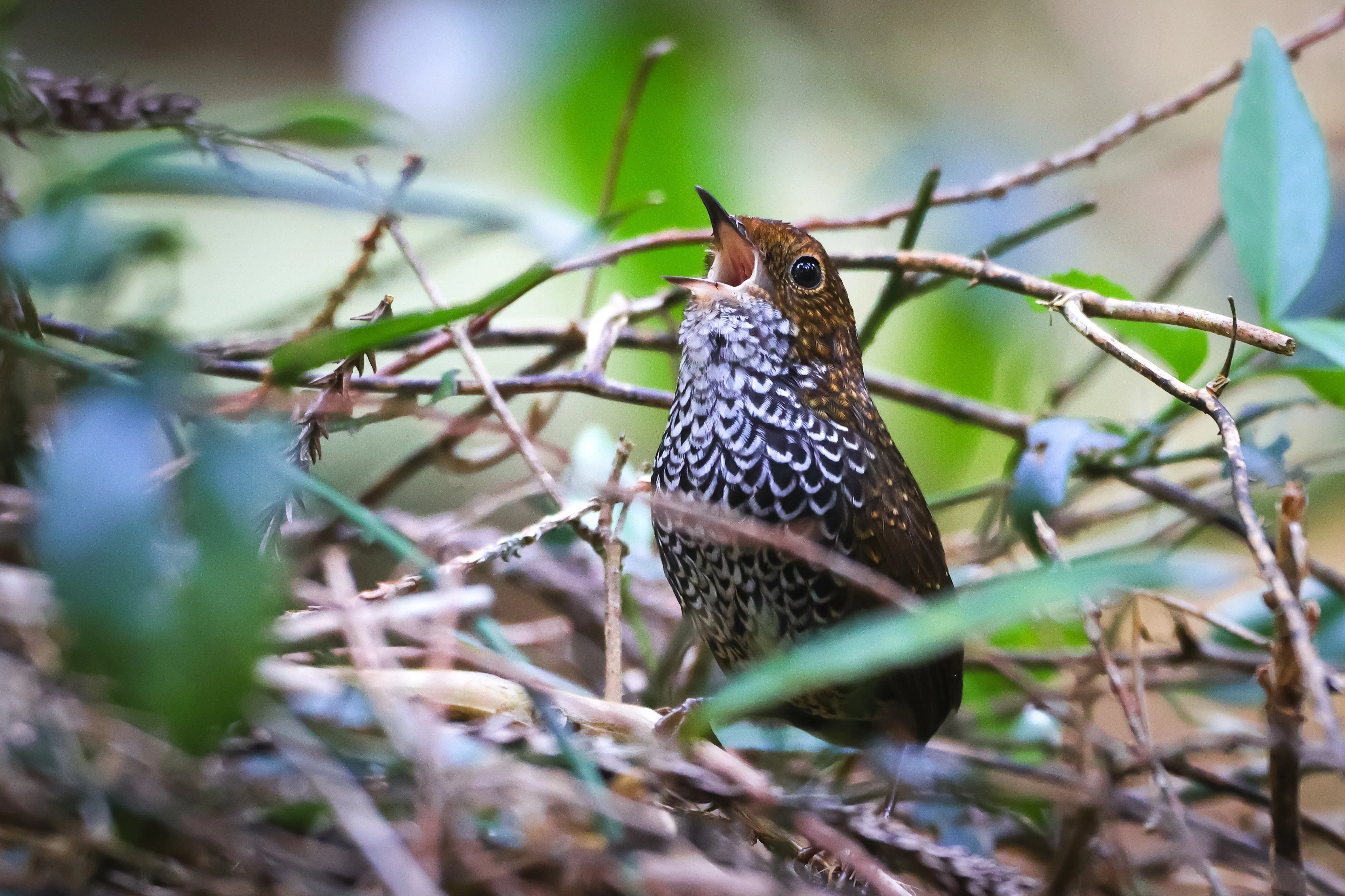 2024.03.23 台湾探鳥 Taiwan birding ⑥阿里山2日目後半｜yoko