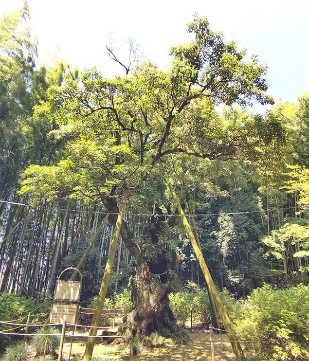 こはくらと巨樹巨木⑧~楠と椨|Motomi Kohakura