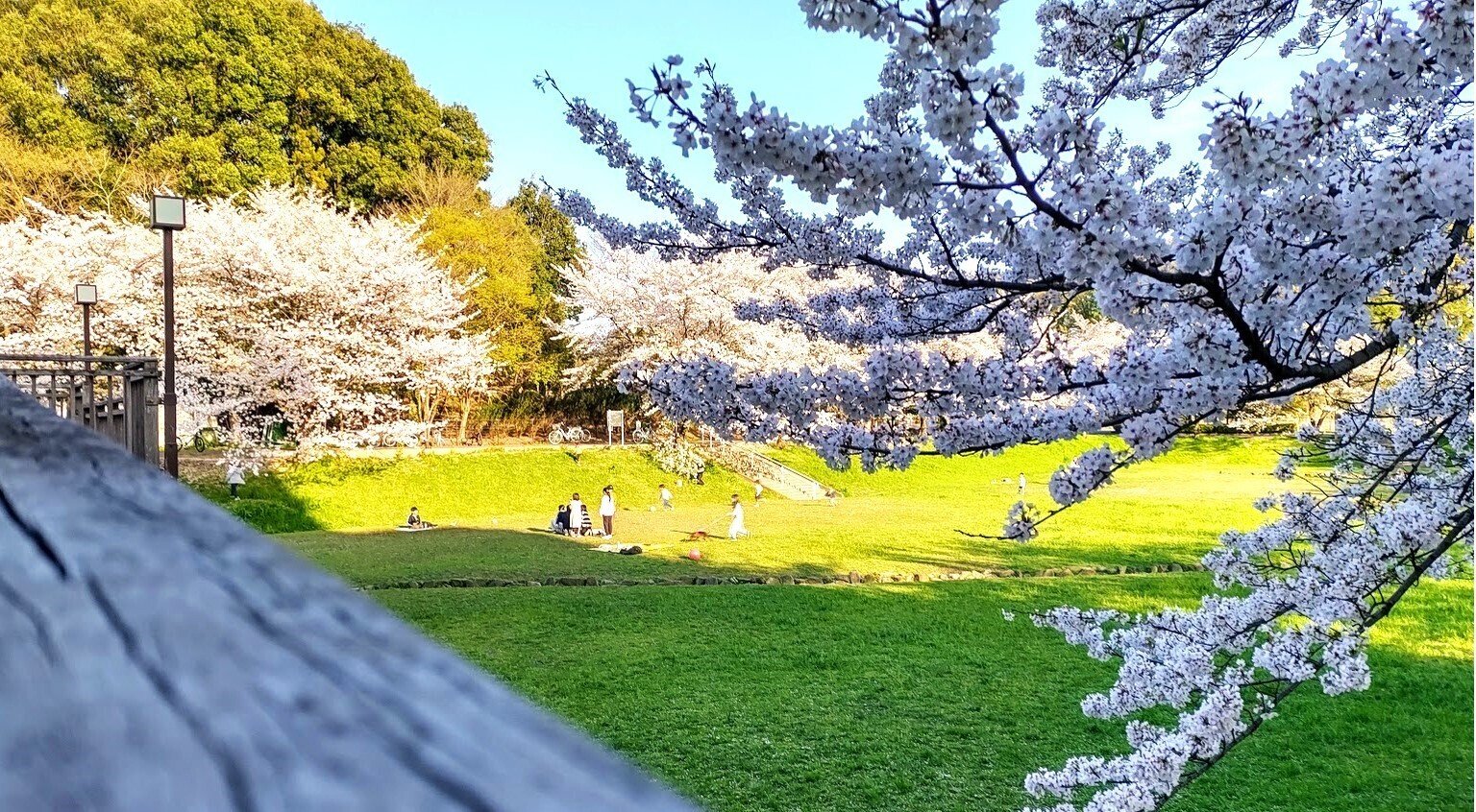 桜が散り始めましたね。｜akiyochan