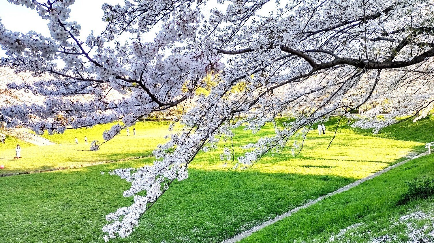 桜が散り始めましたね。｜akiyochan