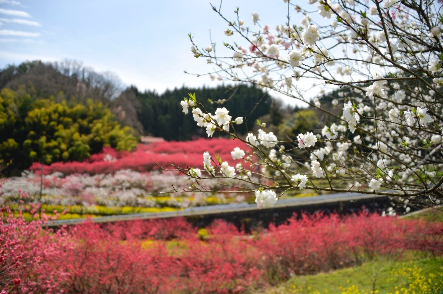 天国に一番近い里」から学ぶ「続ける」ということの意義。｜くらし
