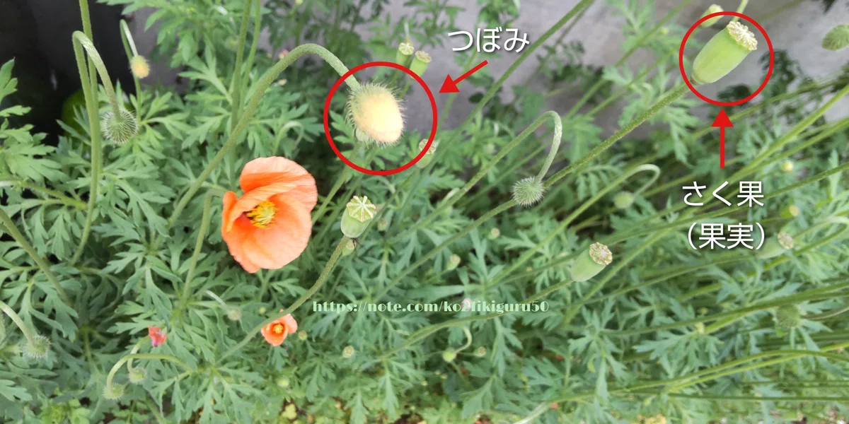 「ナガミヒナゲシ」増殖力最強クラスのケシ科植物|いきものぐるり