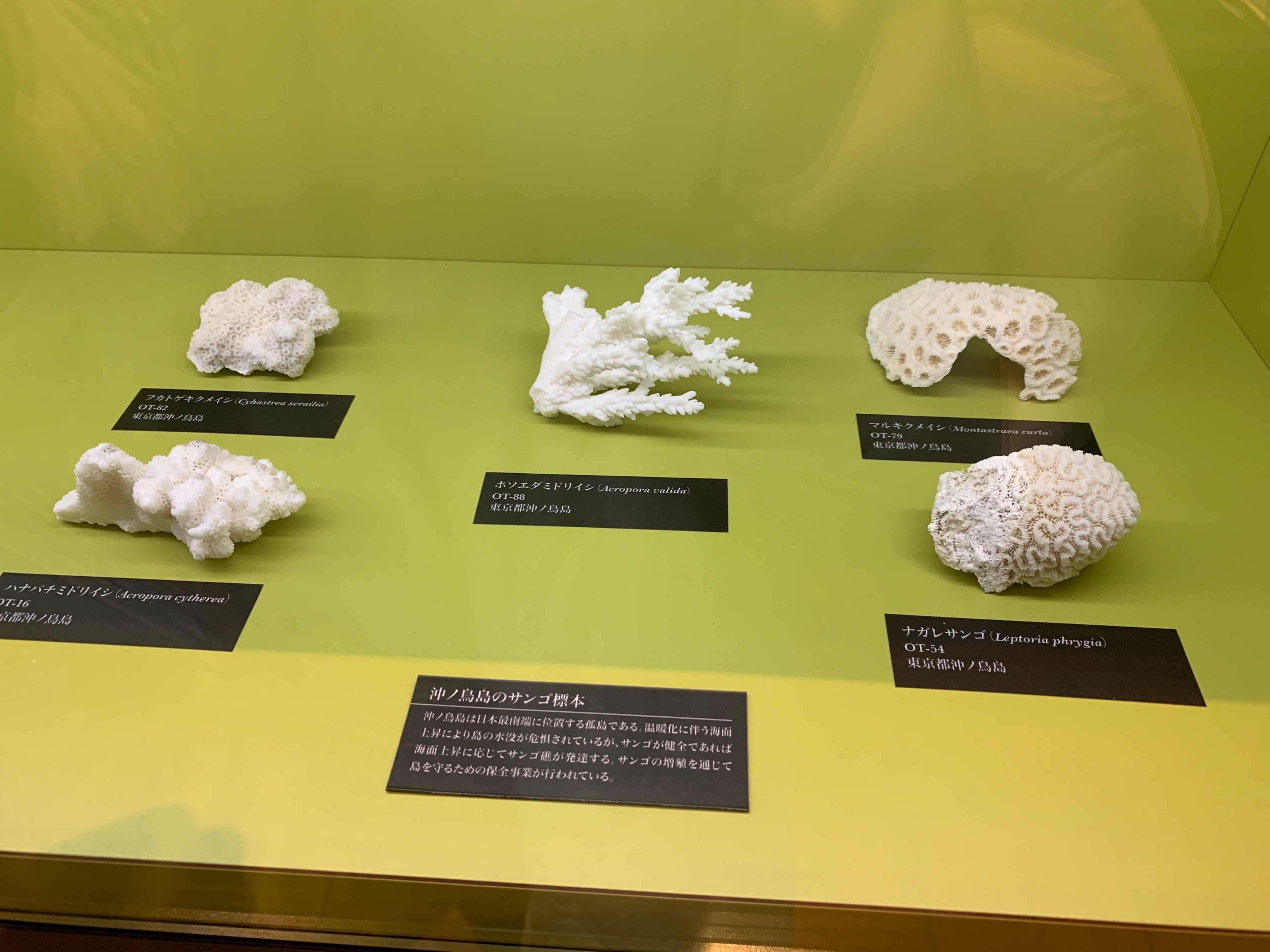 無料で楽しめる美術・博物館】東京大学総合研究博物館《UMUT