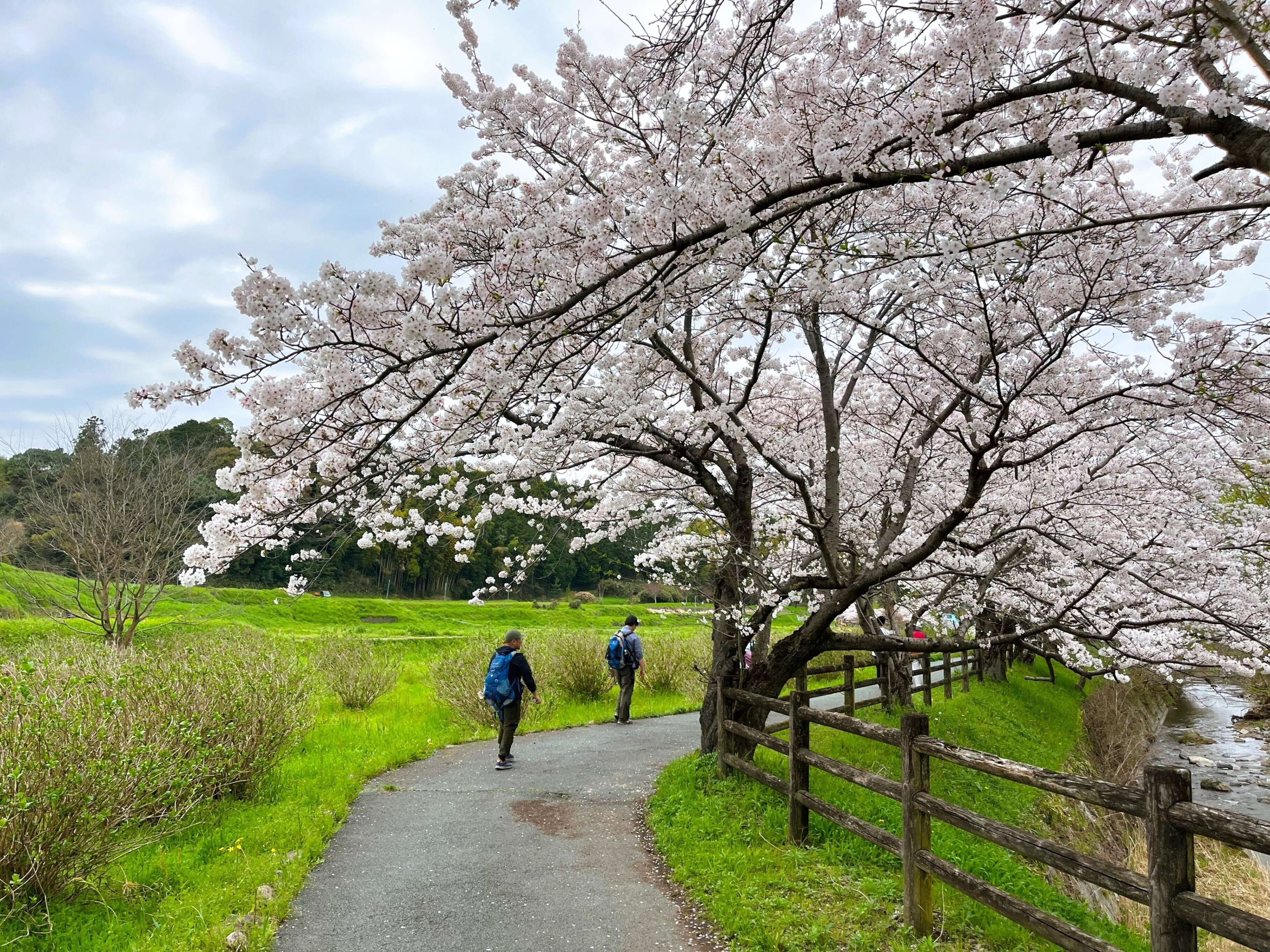 飛鳥から桜を追いかけ歩いてみる｜かぼちゃかべ
