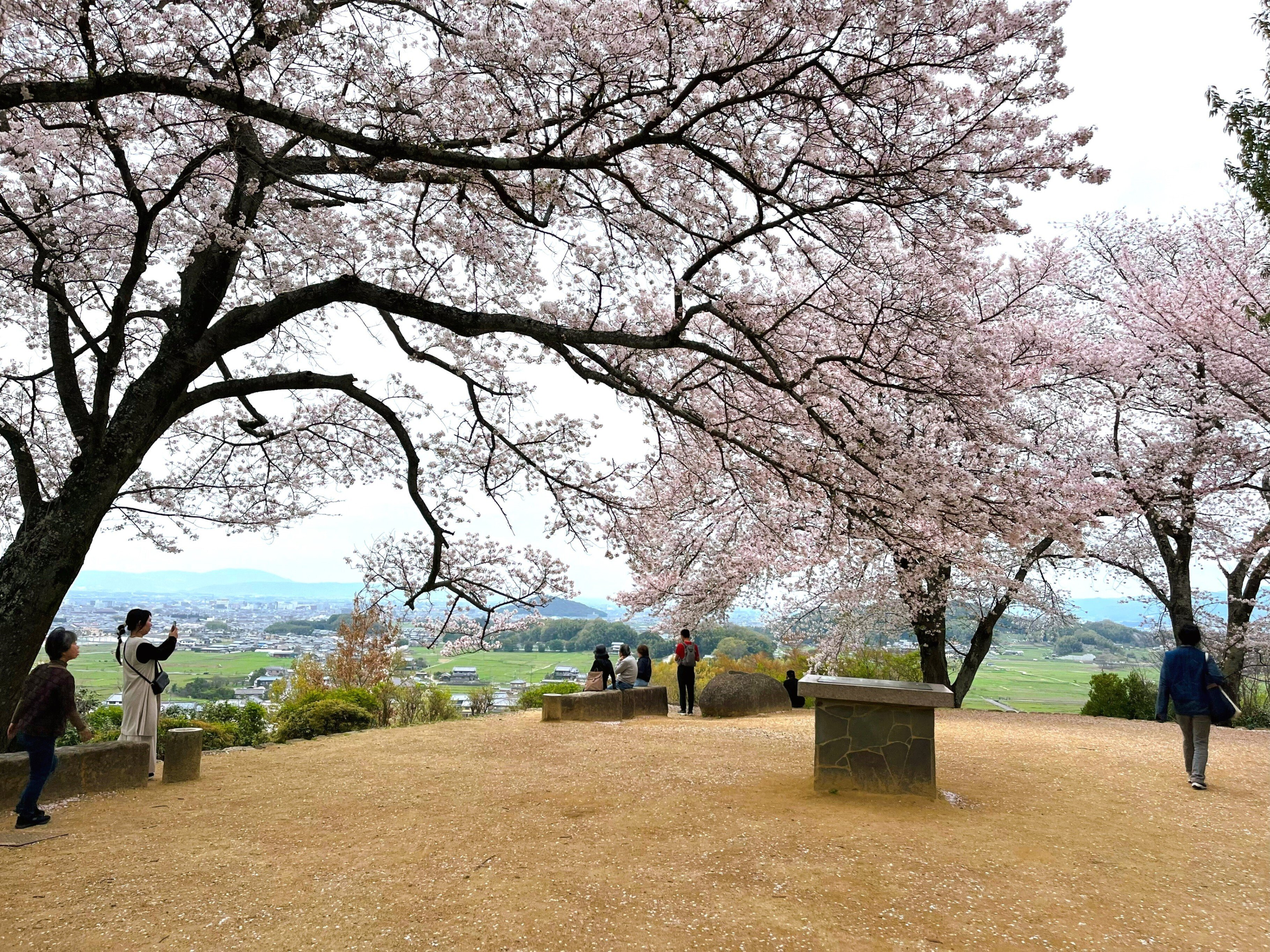 飛鳥から桜を追いかけ歩いてみる｜かぼちゃかべ