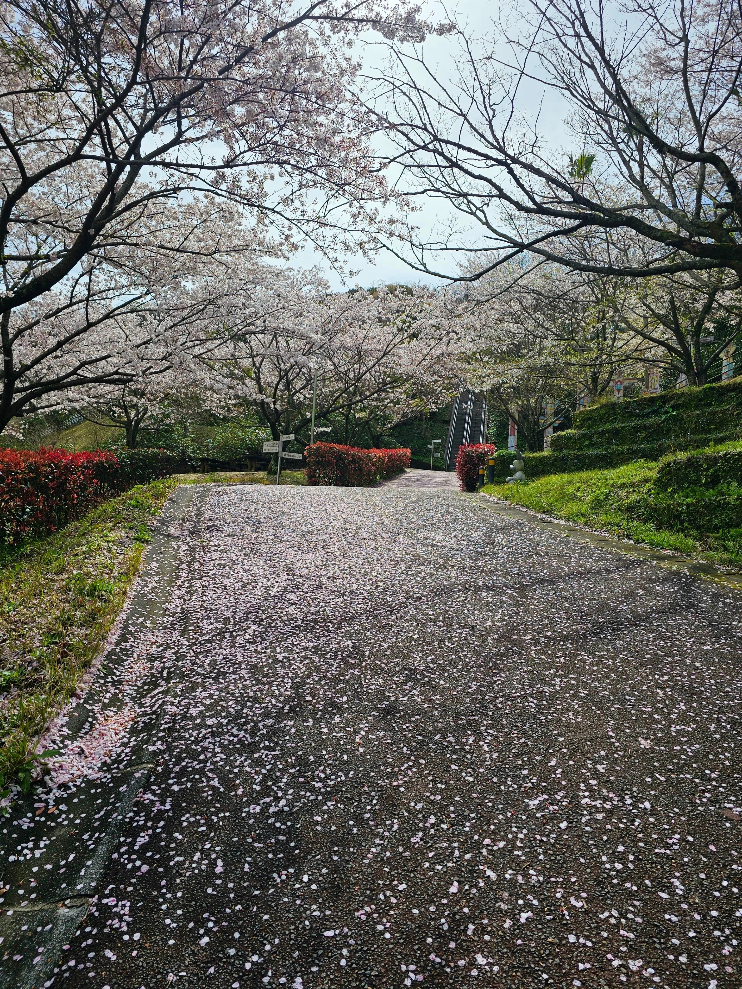181 散る桜に感動の体験 / 朝から充実の時間を過ごせた日｜Mocha