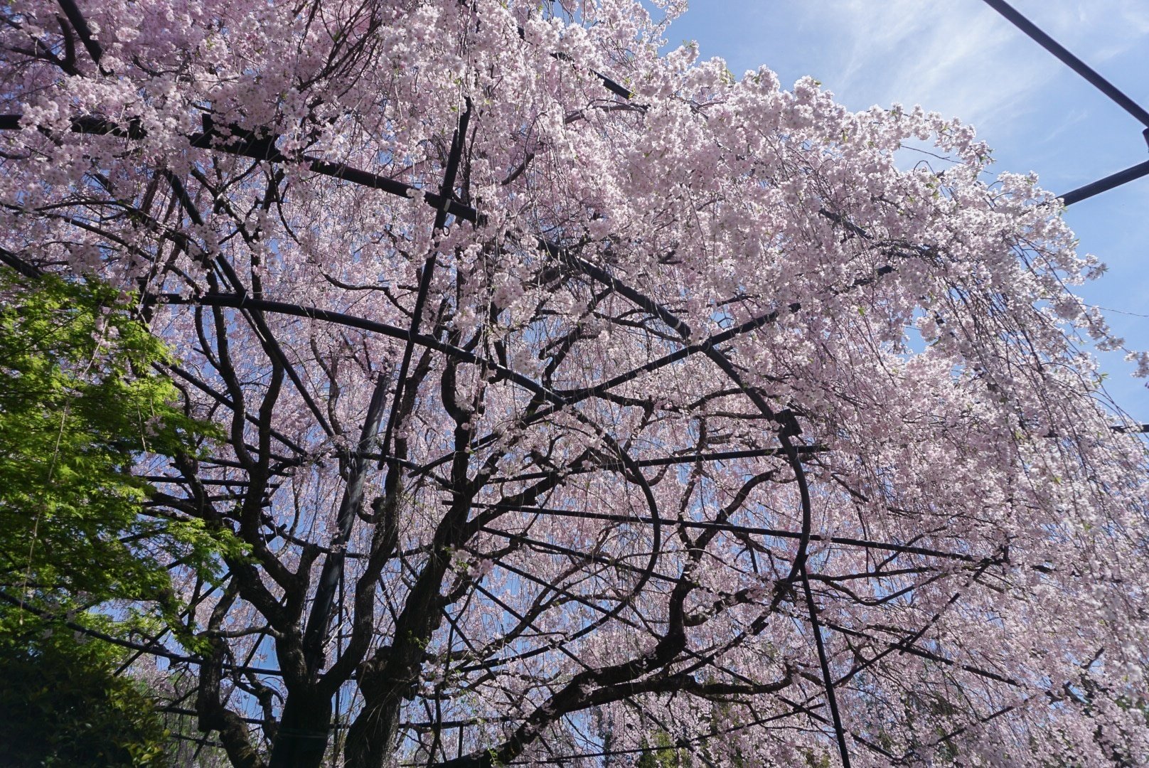 桜から新緑へ。季節の巡りをこの目で観察すること。｜misaki
