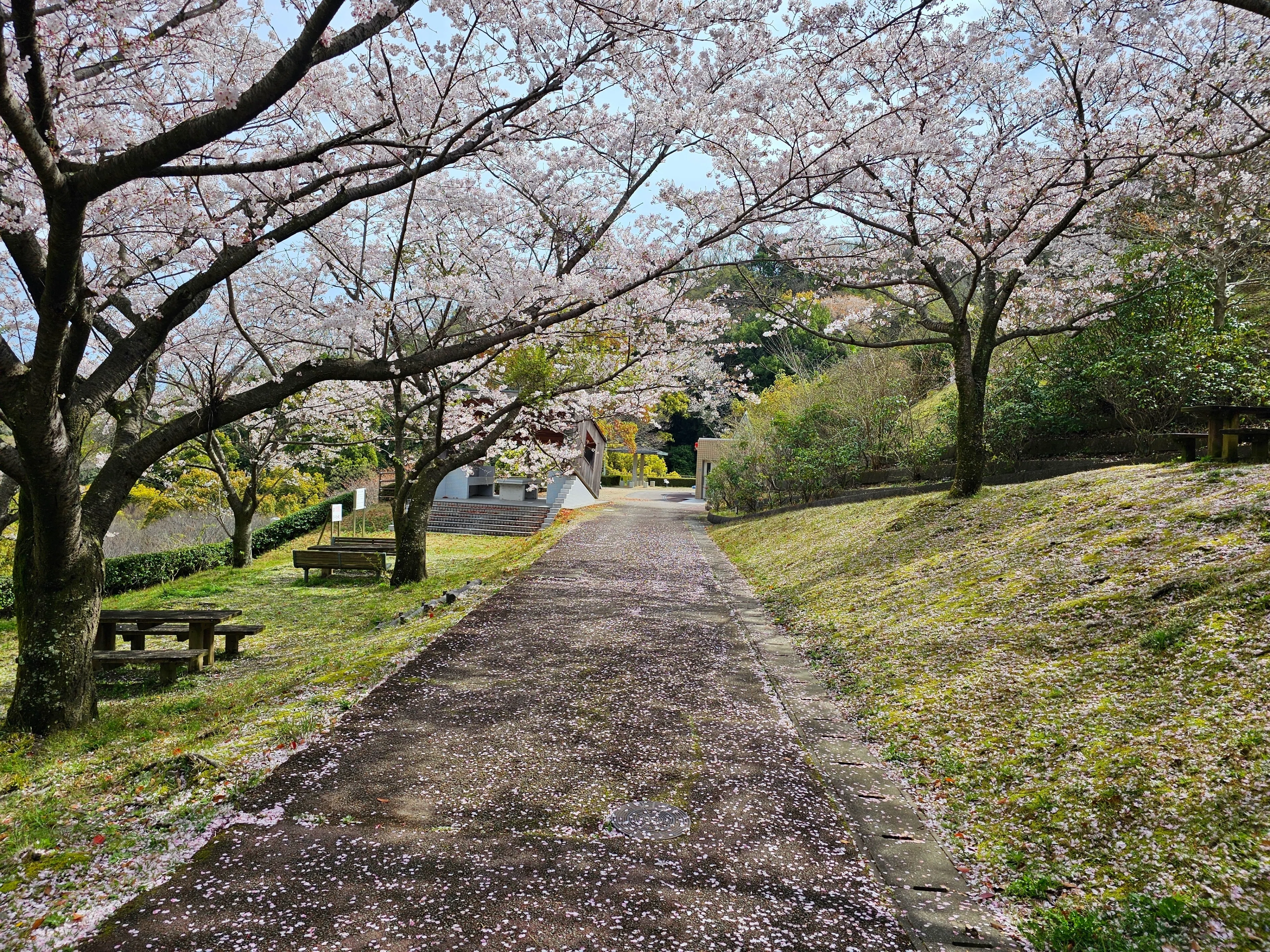 181 散る桜に感動の体験 / 朝から充実の時間を過ごせた日｜Mocha