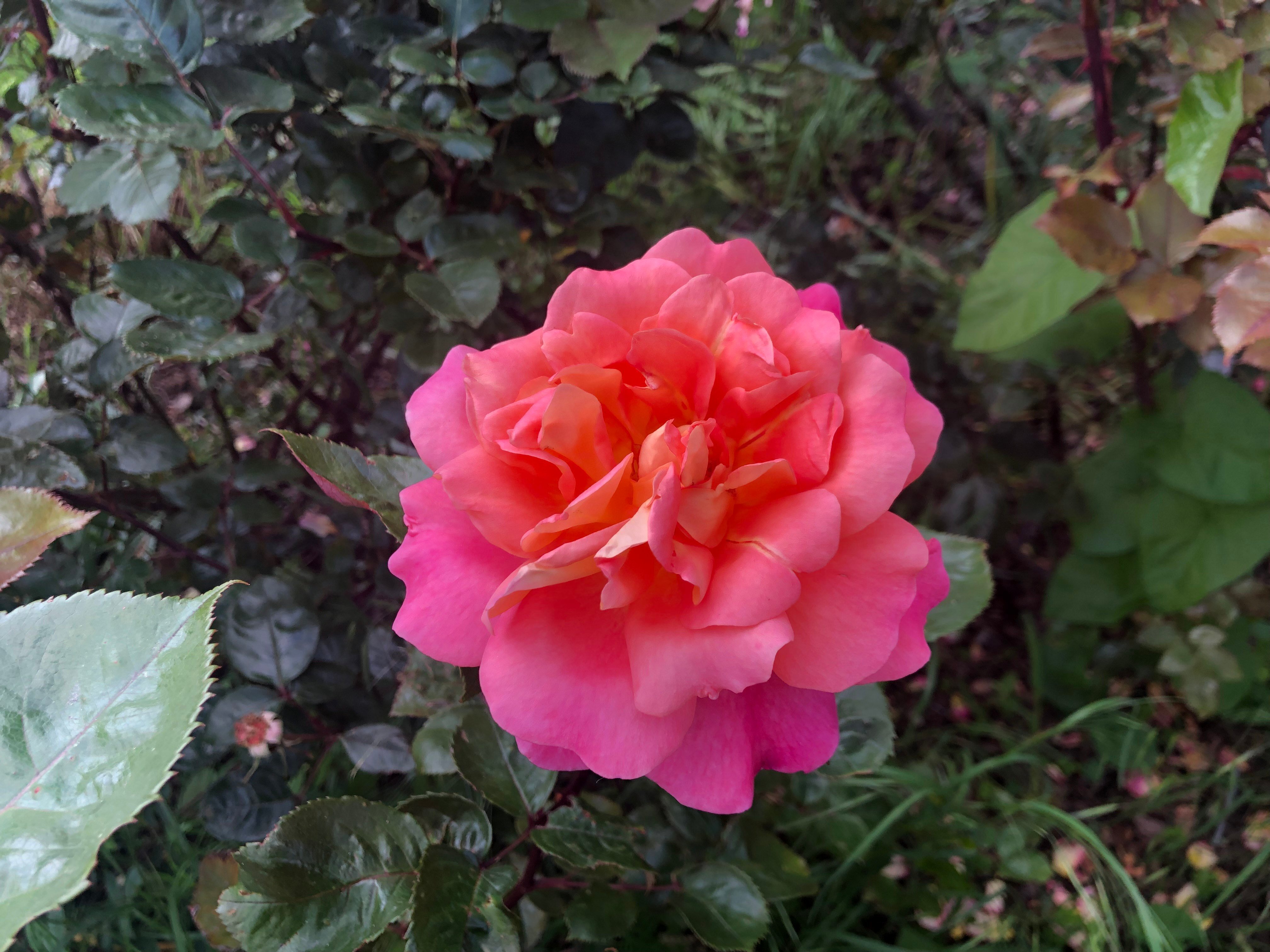 名前が秀逸だと思う香水②｜香り好き