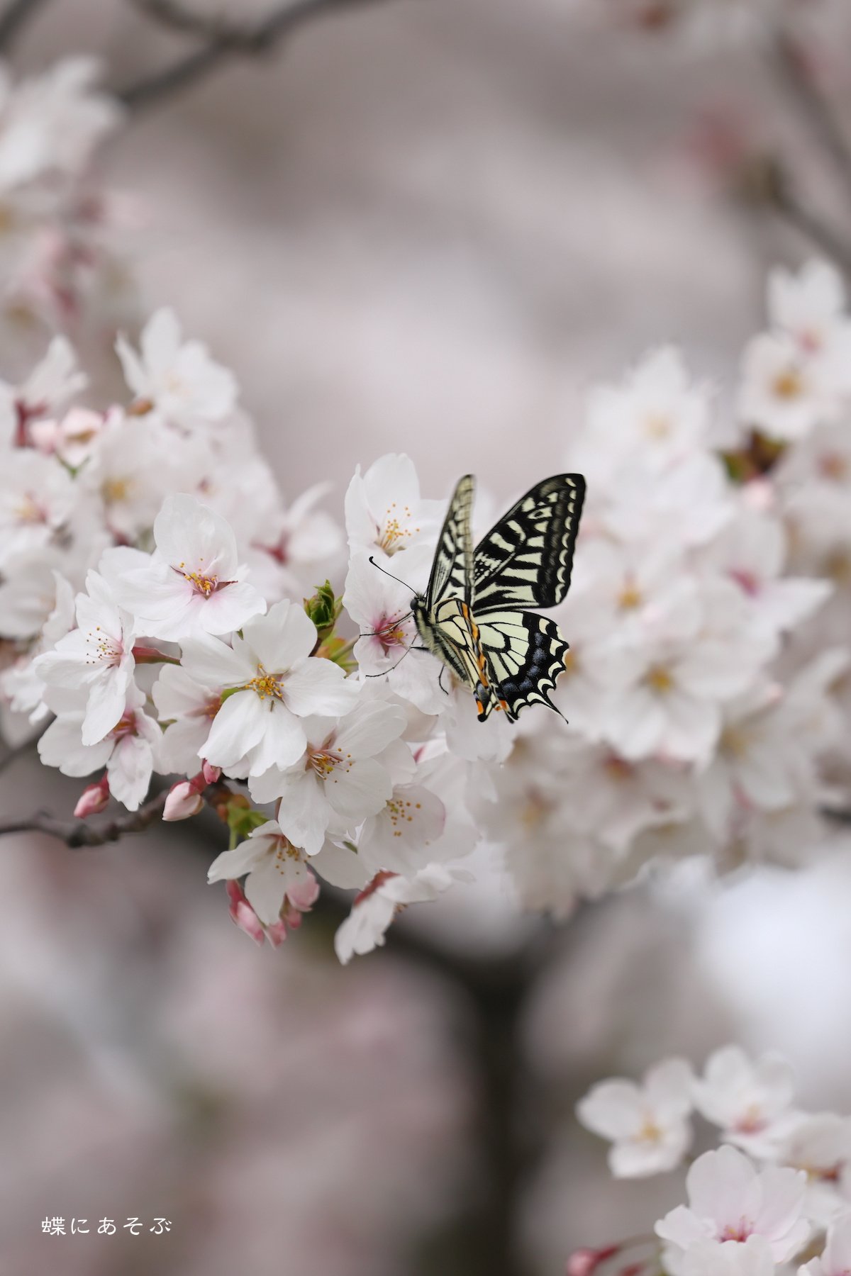 2024.4_桜にアゲハ｜まつみ | 蝶にあそぶ