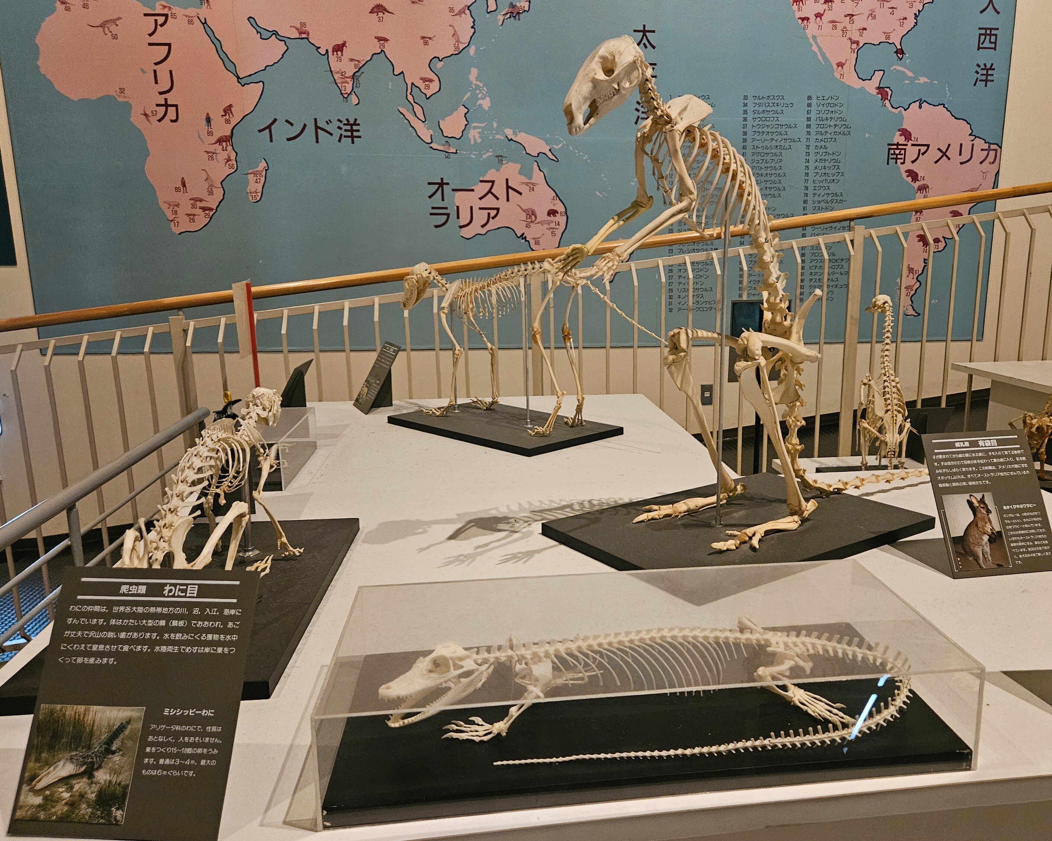 全国自然博物館の旅【31】滝川市美術自然史館|美原さつき 全国自然博物館の旅【31】滝川市美術自然史館|美原さつき