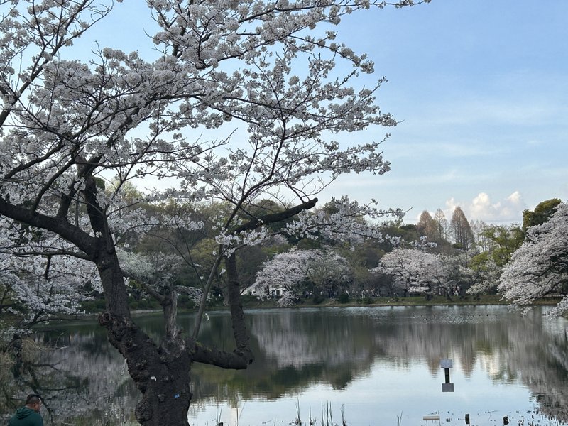 横浜にある三ツ池公園では、桜が満開🌸