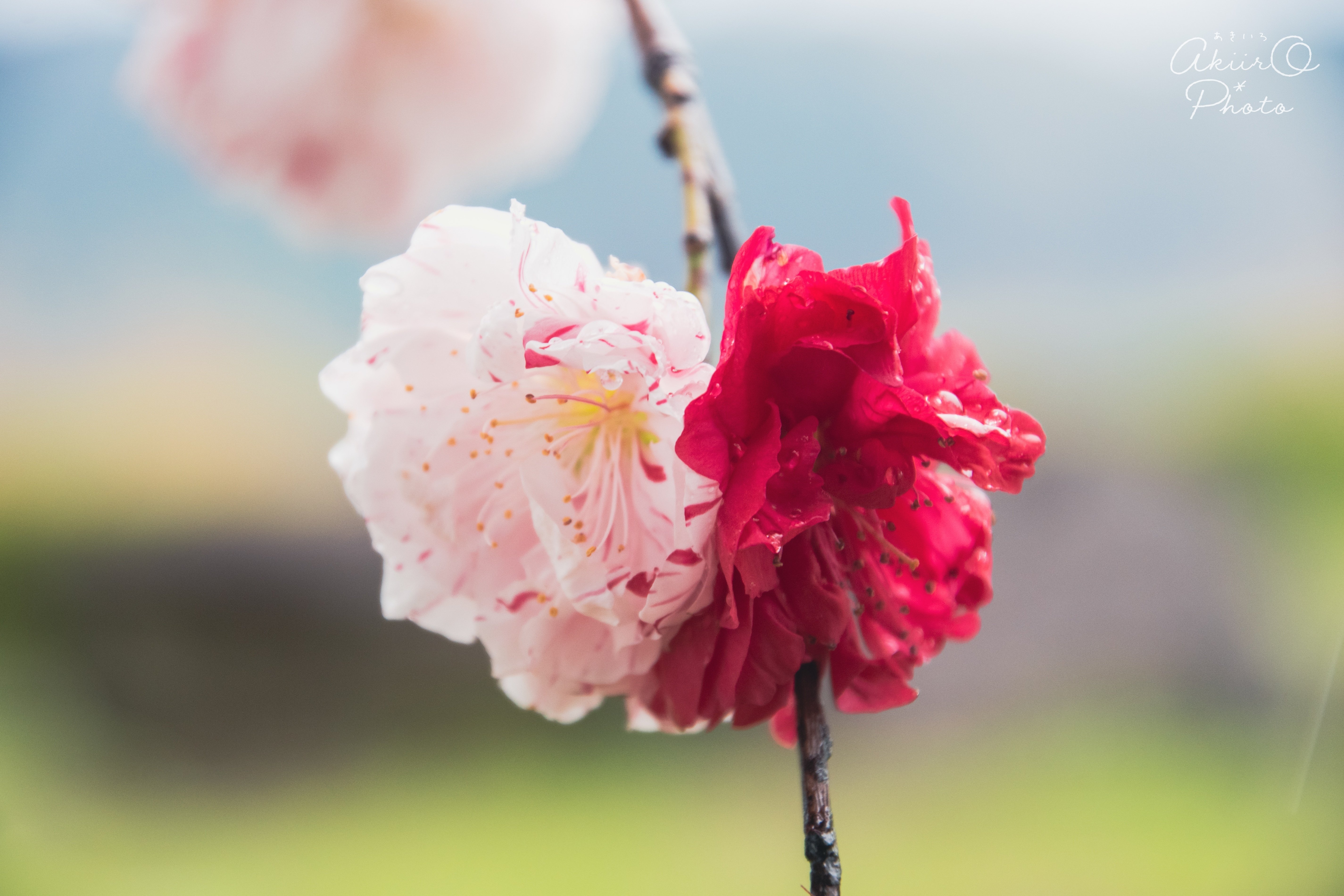 古典 Photo Story｜雨桜-あめざくら-/Amezakura｜AkiirO 着せ替え服・アウトフィット