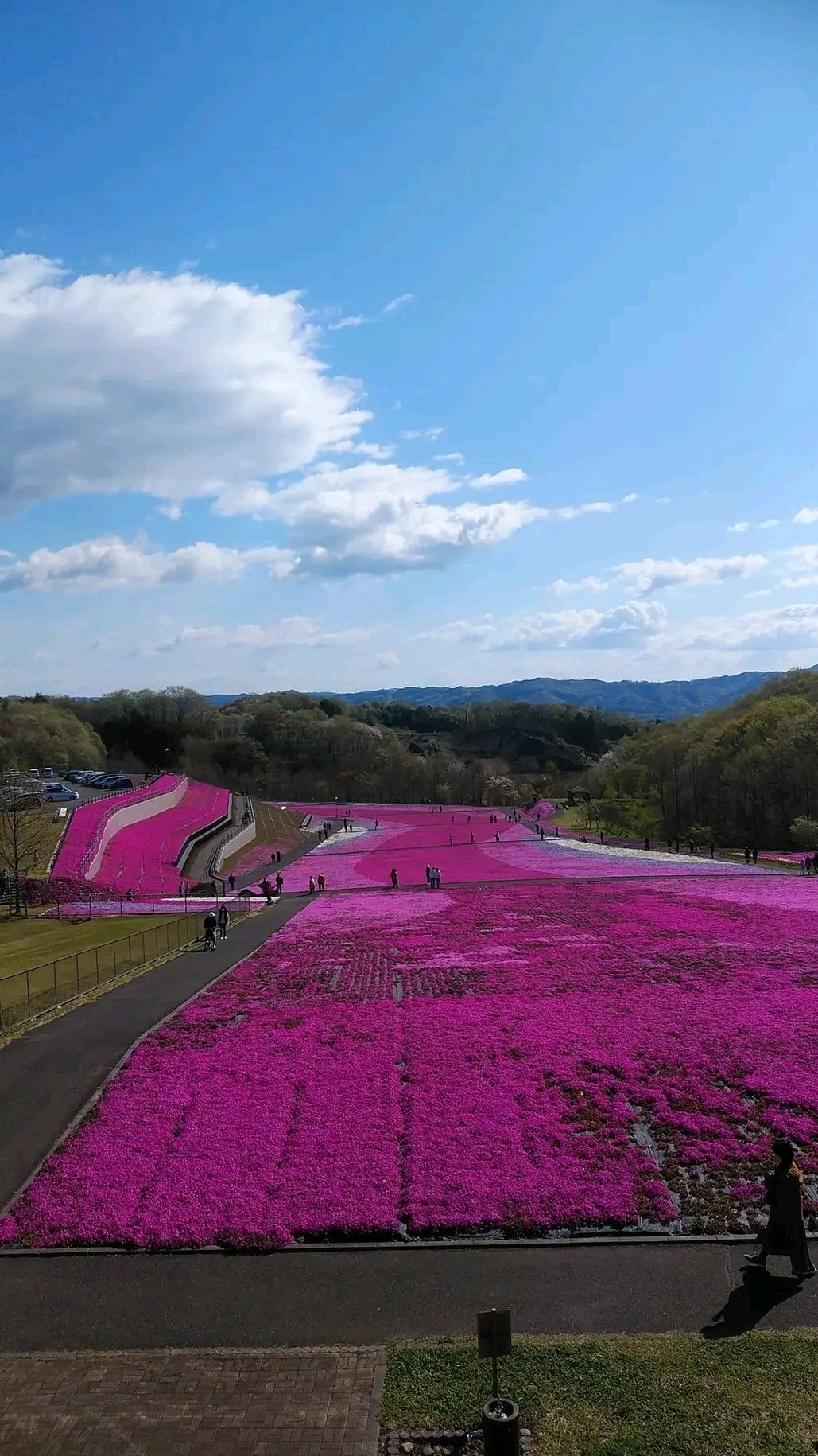 市貝町芝ざくら公園（栃木県市貝町）｜真咲ともか