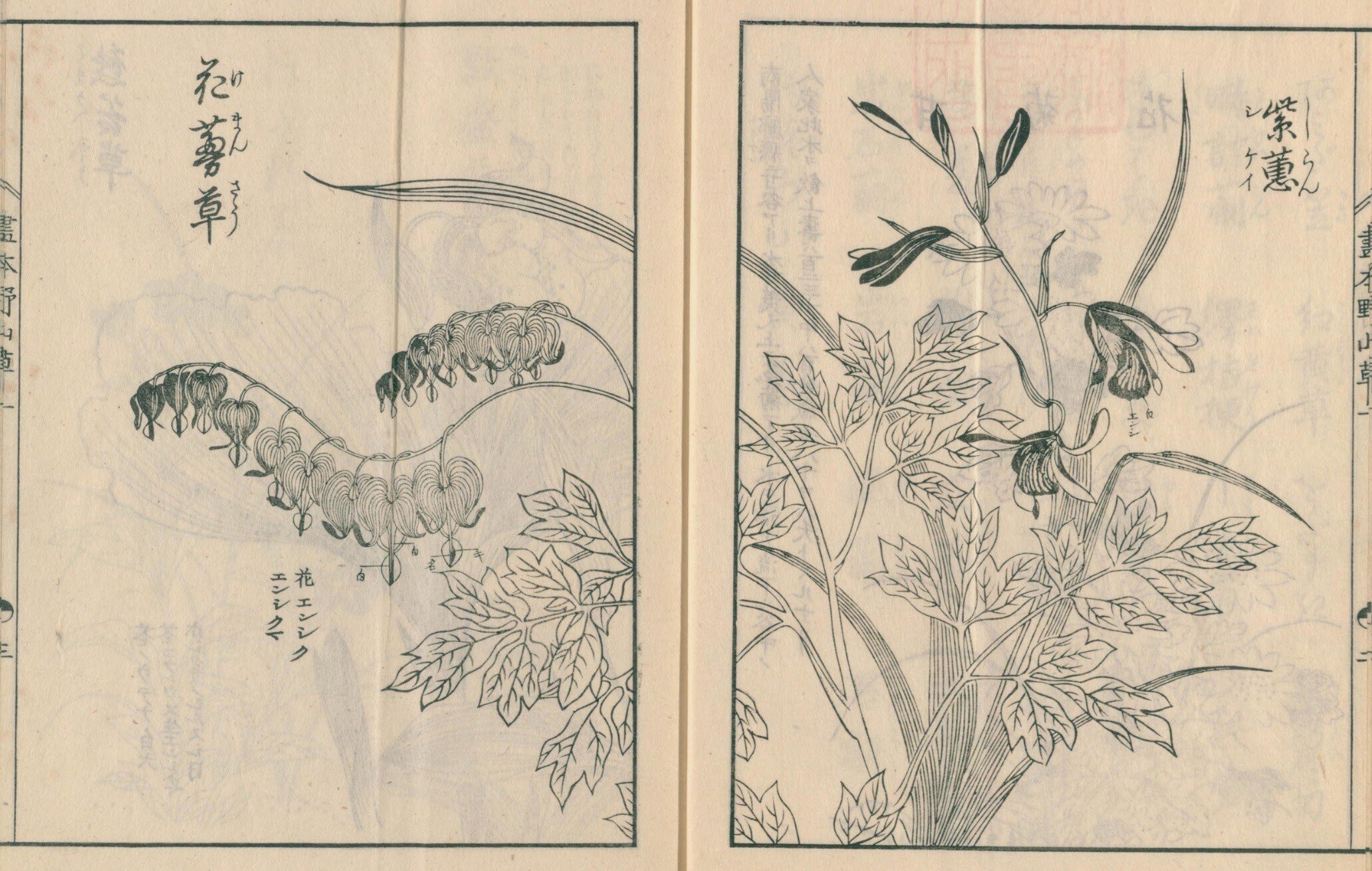 絵本野山草】(1) 甘菊花／紫蕙／花蔓草／熊谷草／敦盛草／ほたる草