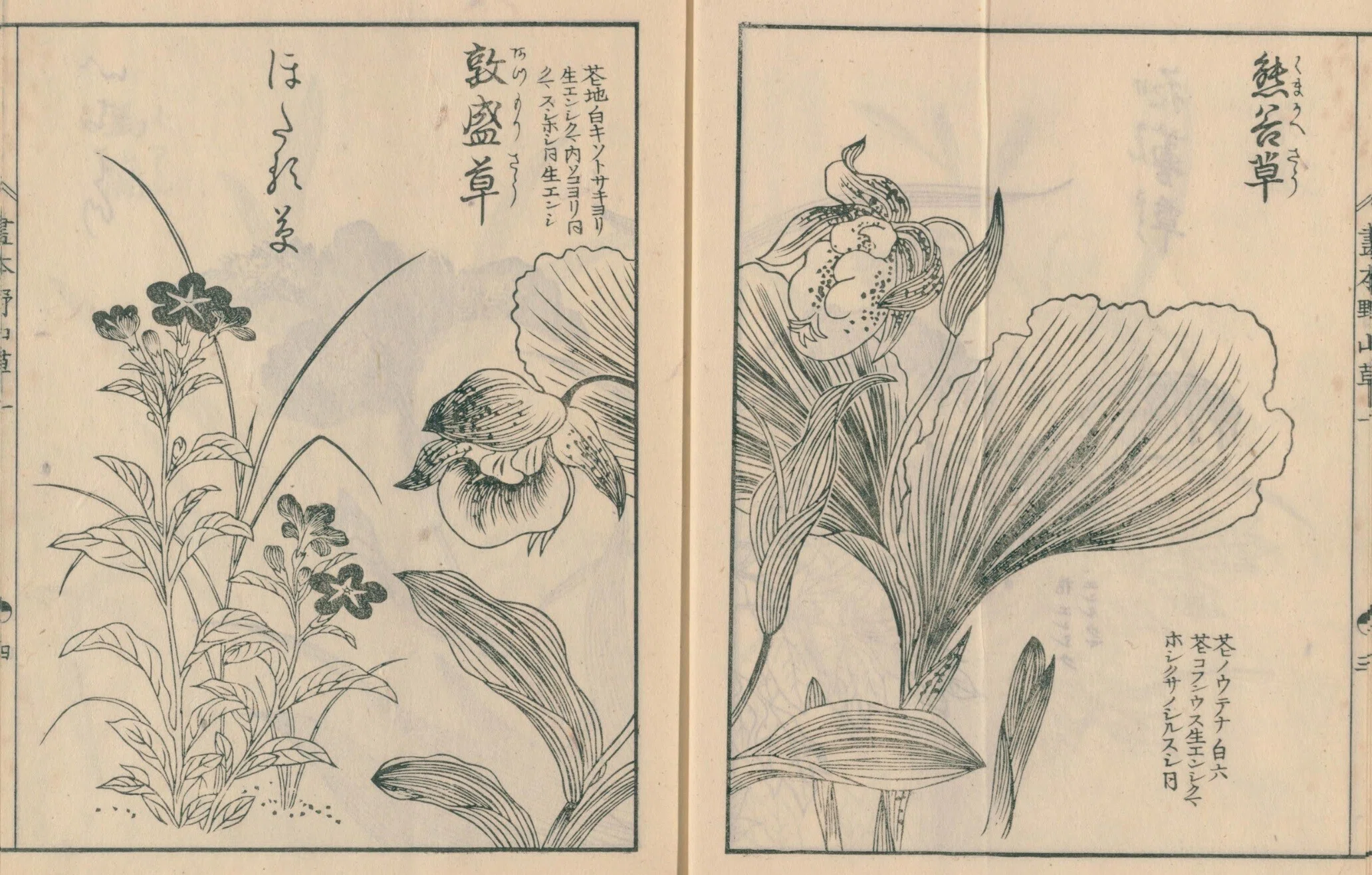 絵本野山草】(1) 甘菊花／紫蕙／花蔓草／熊谷草／敦盛草／ほたる草