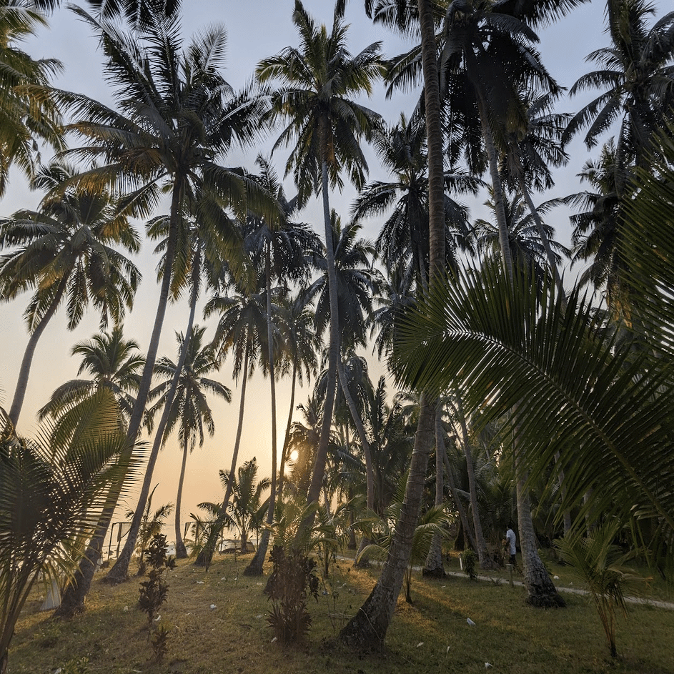 インド気まぐれ旅⑦：猫と海とバイクのアンダマン・ニコバル諸島｜Ren