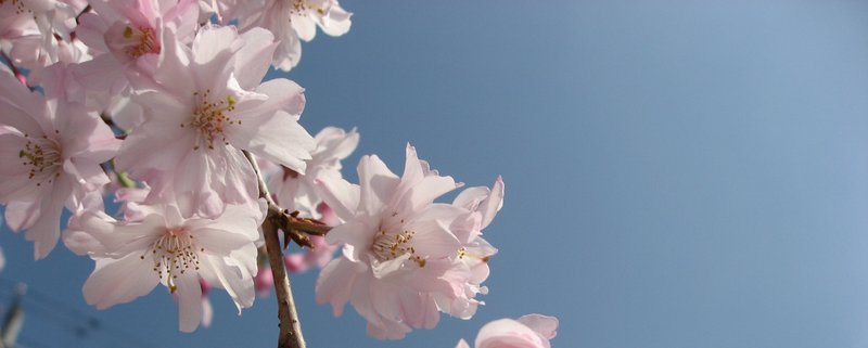 桜と青空１