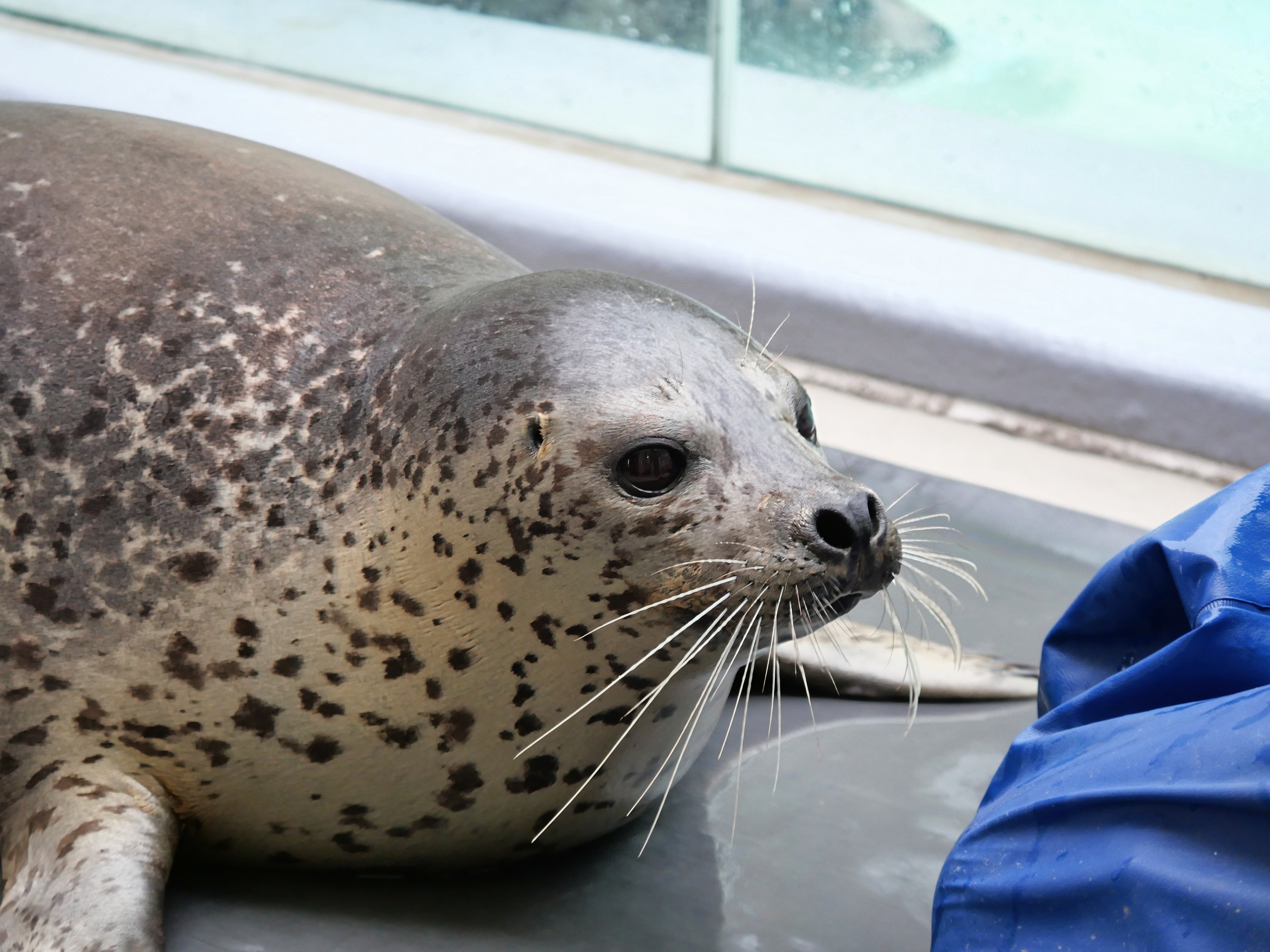 アザラシ様 アザラー、北へ行く 〜第1回 北といえば北関東〜｜ベッチ