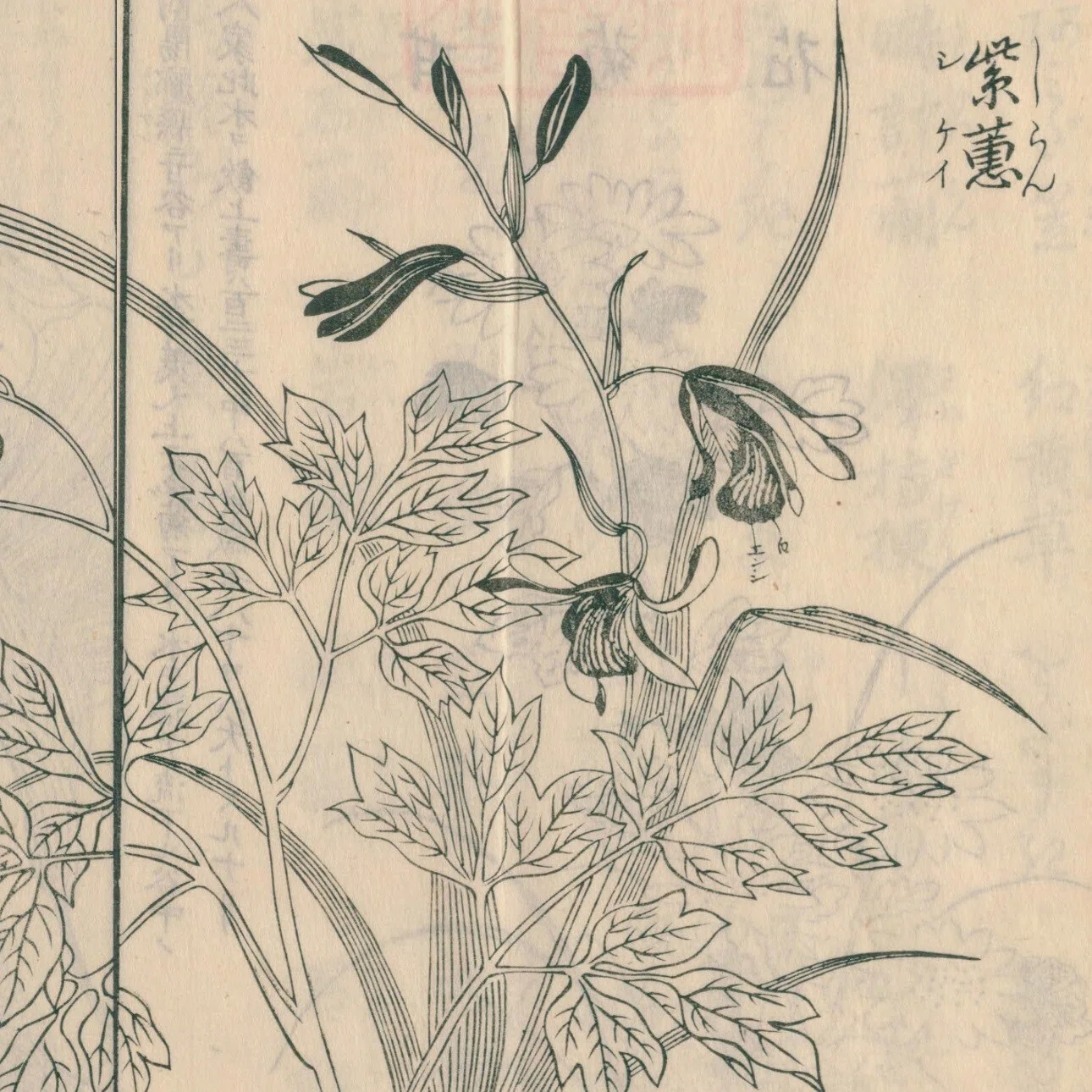 絵本野山草】(1) 甘菊花／紫蕙／花蔓草／熊谷草／敦盛草／ほたる草