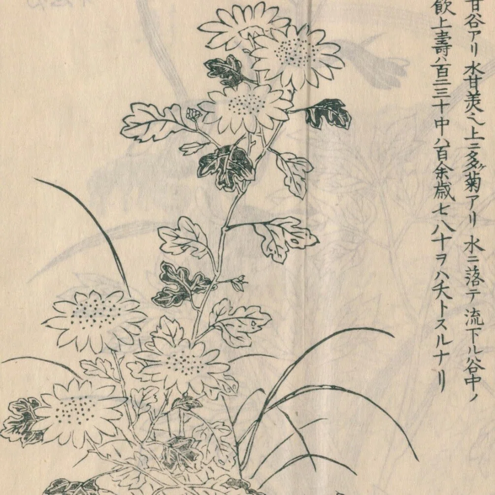 絵本野山草】(1) 甘菊花／紫蕙／花蔓草／熊谷草／敦盛草／ほたる草