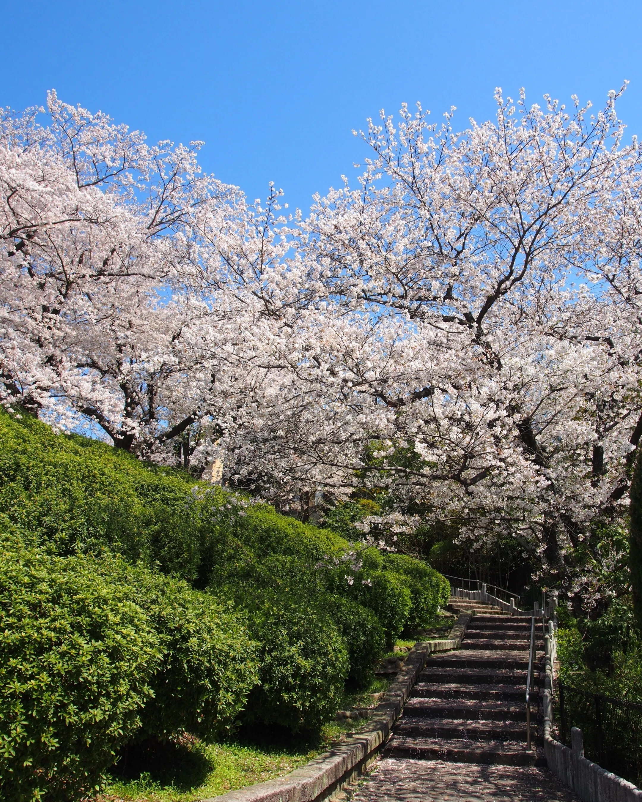 池田市 水月公園2024年4月10日【地元の桜】｜レタス