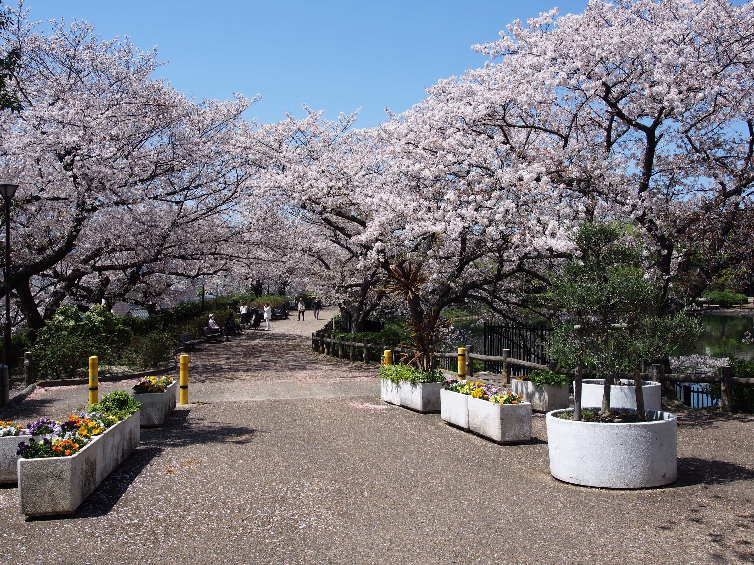 池田市 水月公園2024年4月10日【地元の桜】｜レタス