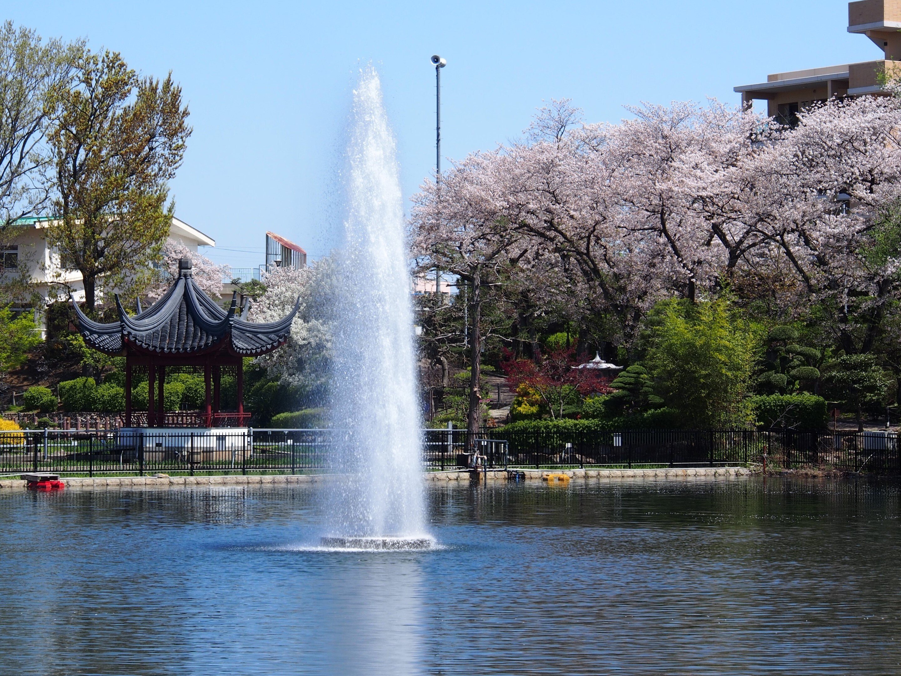 池田市 水月公園2024年4月10日【地元の桜】｜レタス