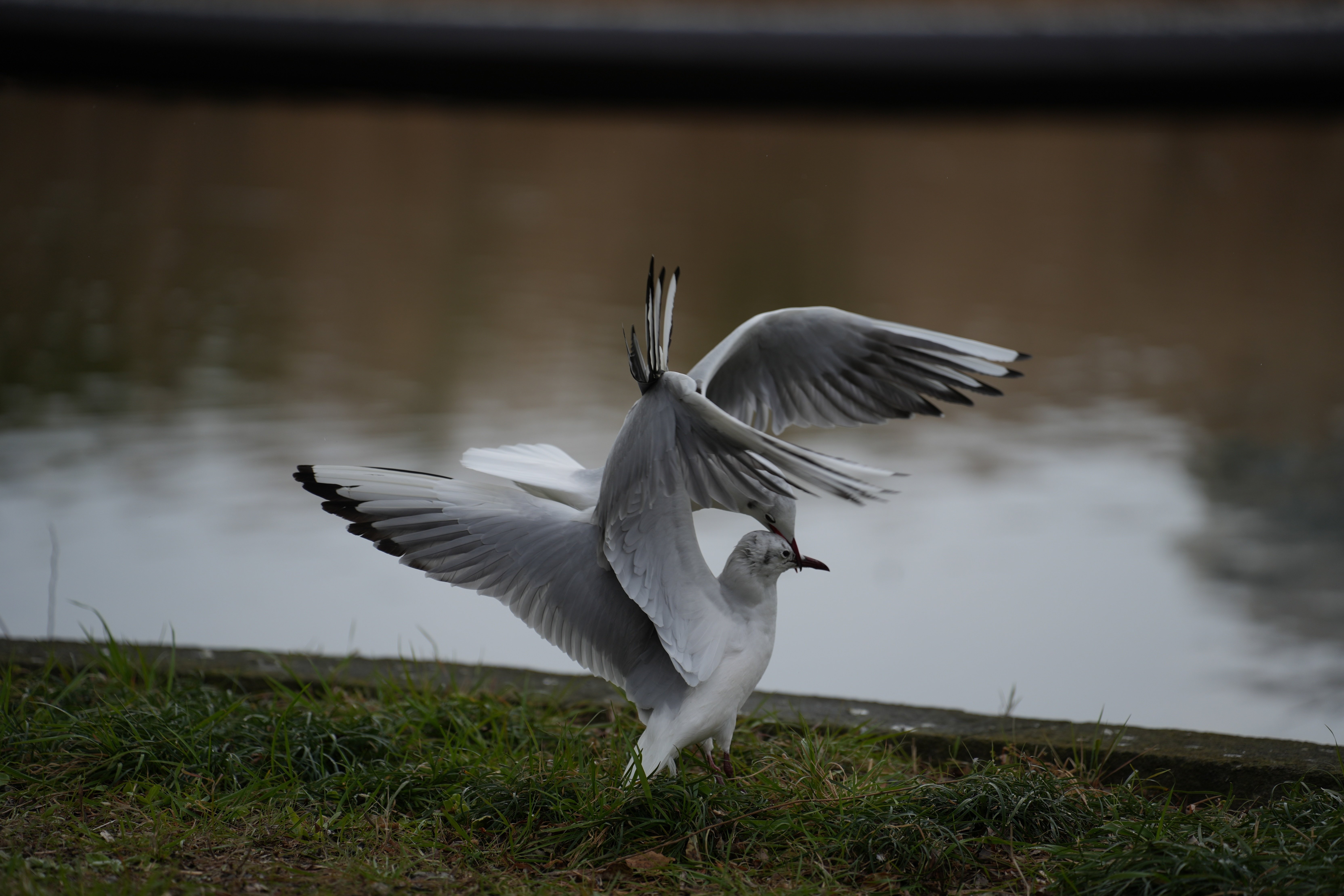 Tamron 35-150mm F/2-2.8 Di III VXDはヒドイ奴や…という話｜東風谷Ch