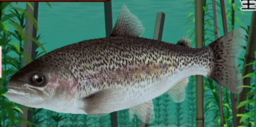 【レポート】ニジマス――帰化してひきこもることを学んだ川魚|ゲームのいきもの研究所
