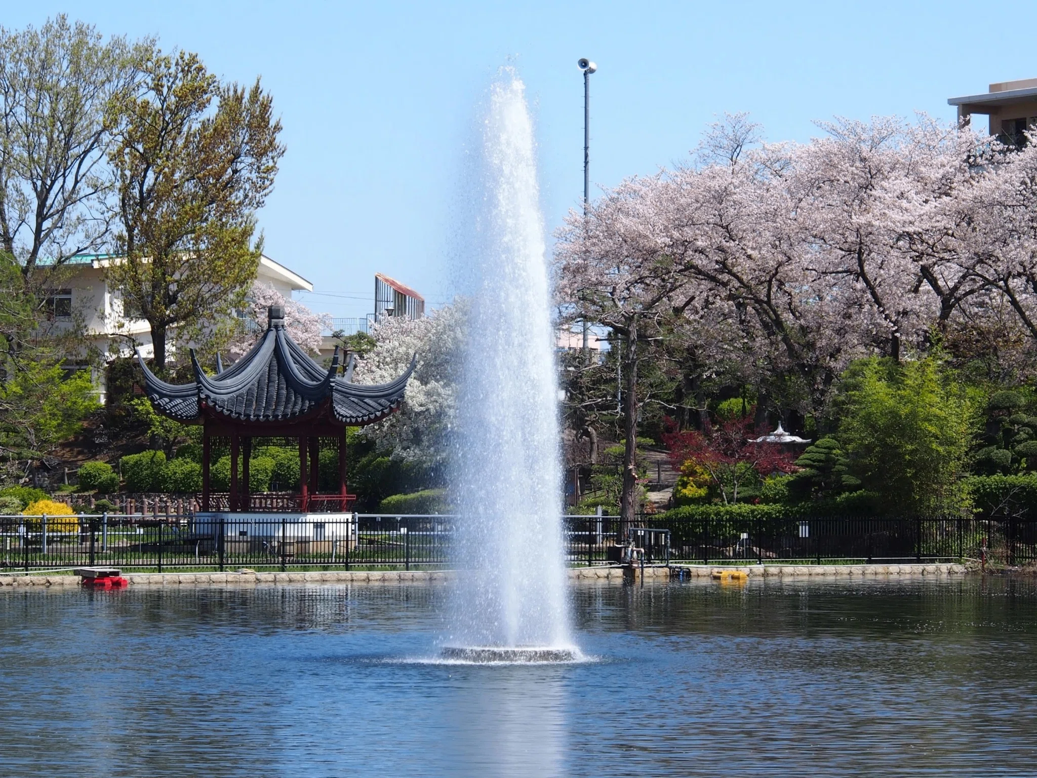池田市 水月公園2024年4月10日【地元の桜】｜レタス