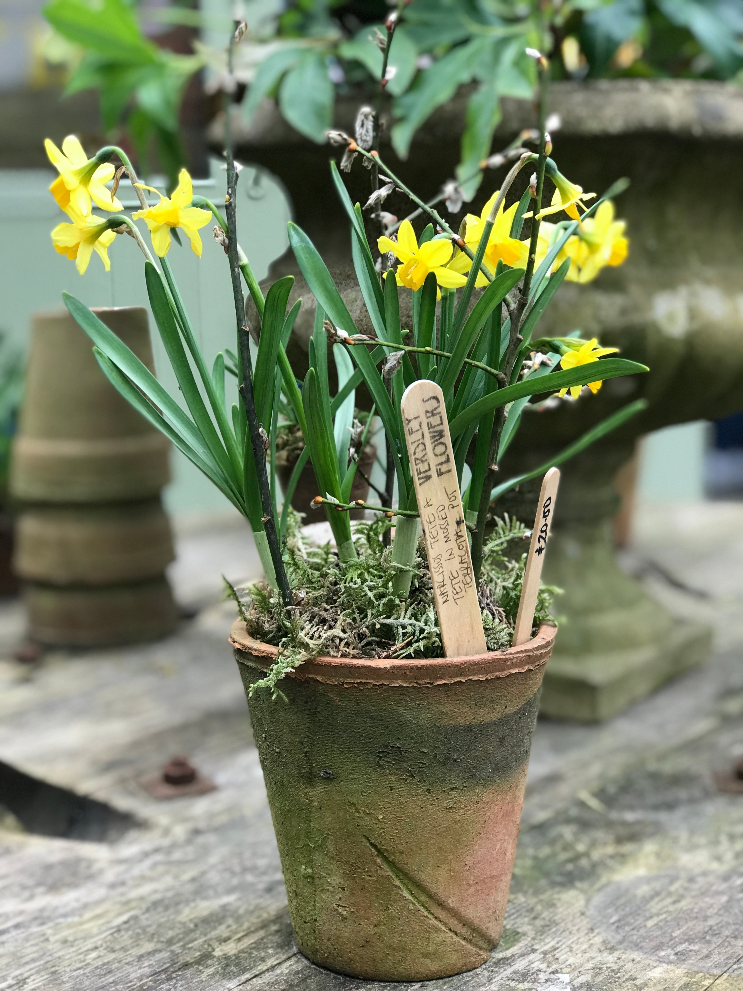 春の花が咲き始めた。｜山口もも