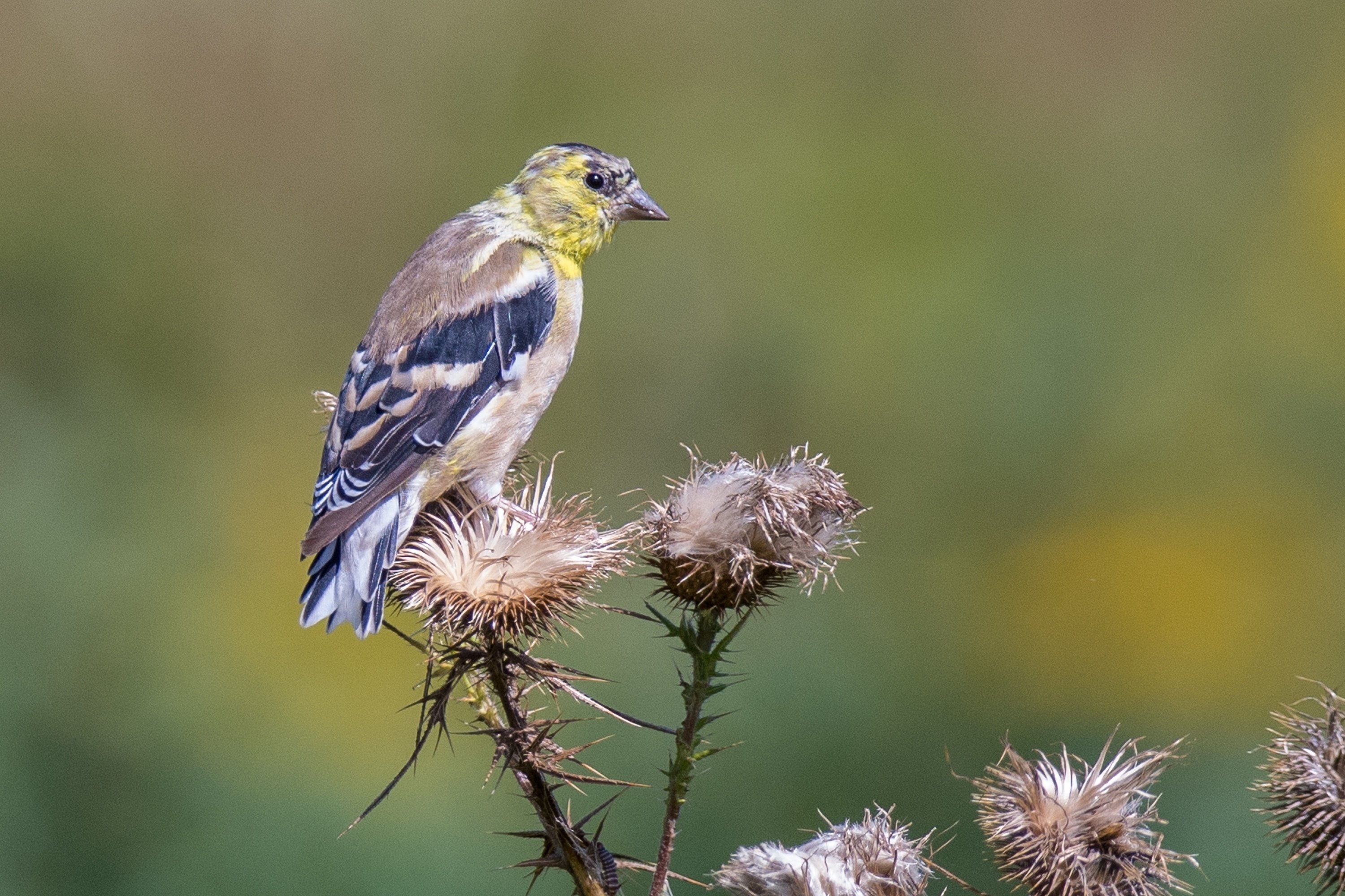 シカゴでバードウォッチング！】 American Goldfinch