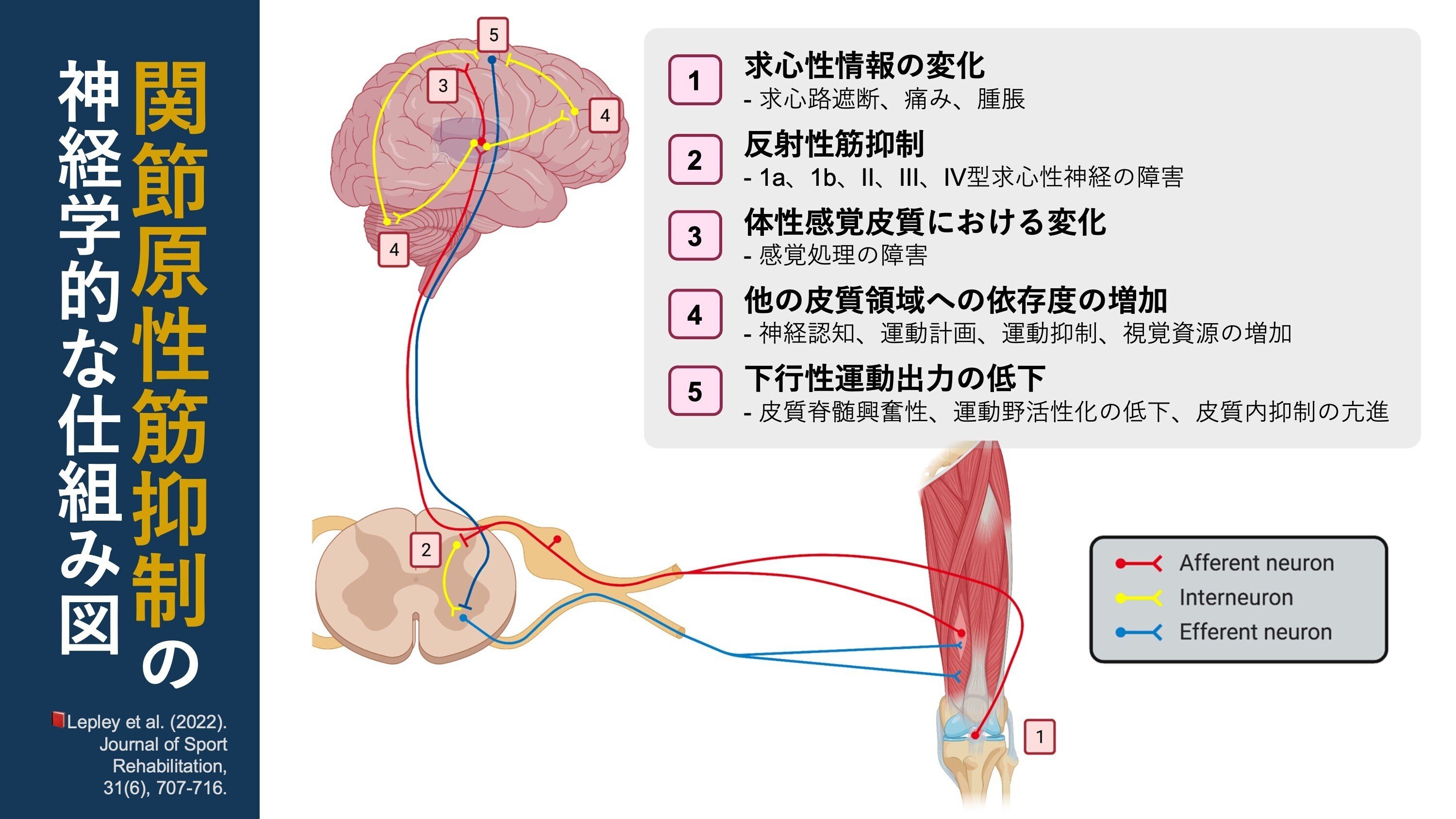 筋肉反射応用治療学 202504_page-0001.jpg