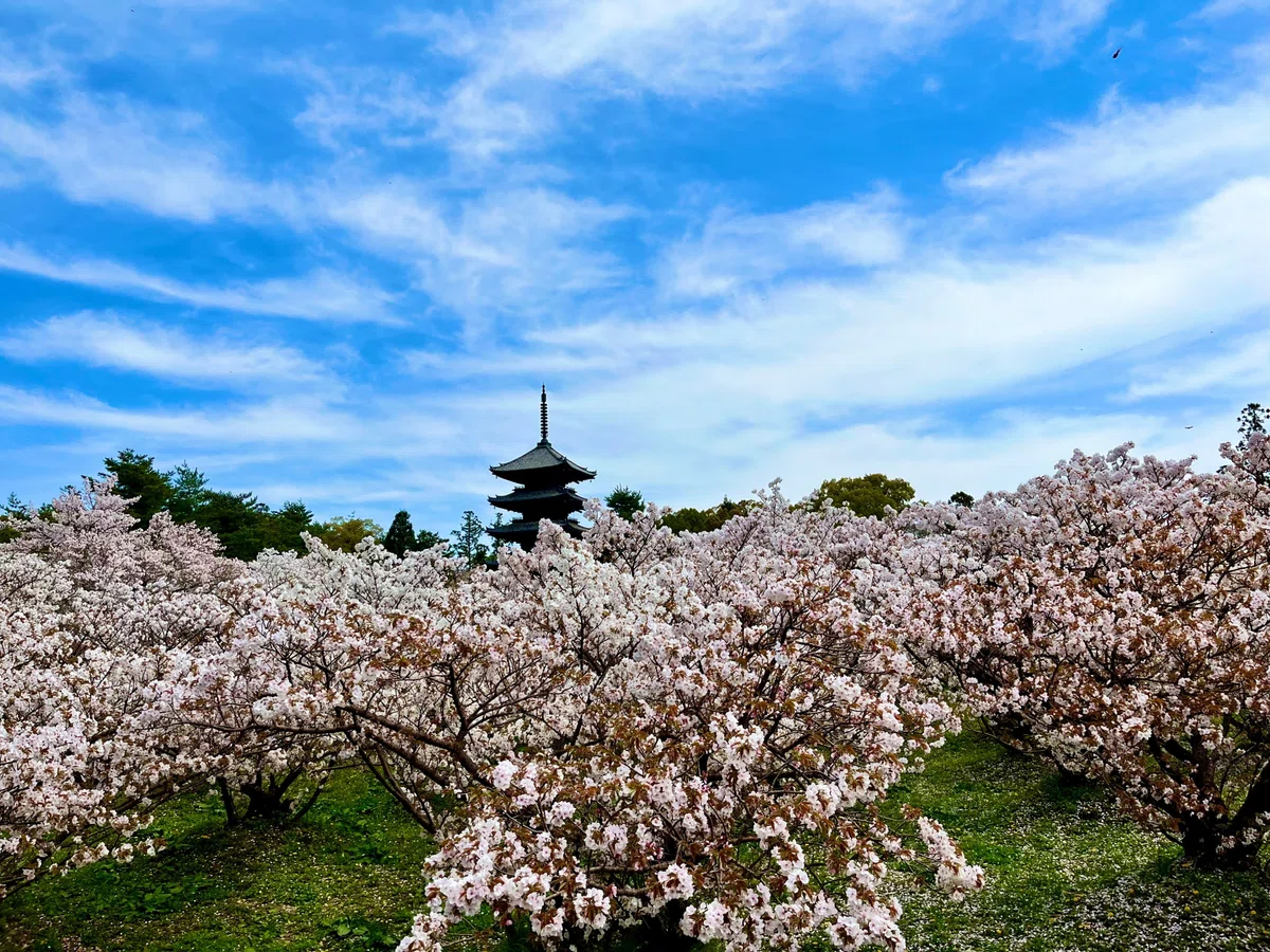 そうだ 今度こそ満開の御室桜を見に、仁和寺へ行こう。|京都ノート