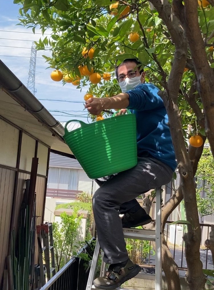 みかん 株式会社フレッシュつちやま / みかん 特撰 吉田みかん 2kg 贈答用