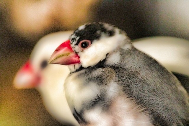 甲状腺腫の種類